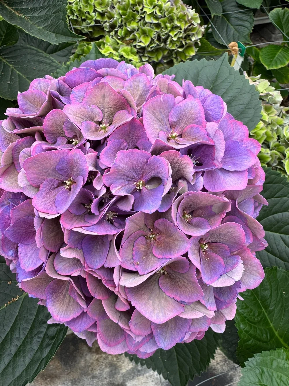 Kays Flower School visit a Hydrangea Breeder in Holland and show you some of the cool varieties they are developing  (20).jpeg