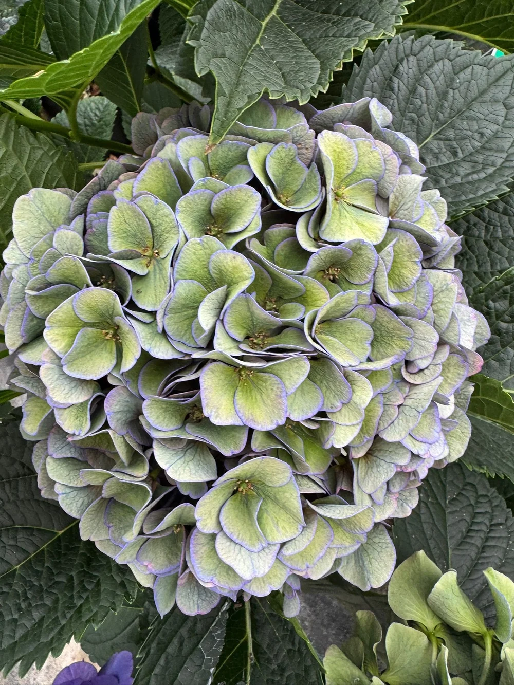 Kays Flower School visit a Hydrangea Breeder in Holland and show you some of the cool varieties they are developing  (1).jpeg