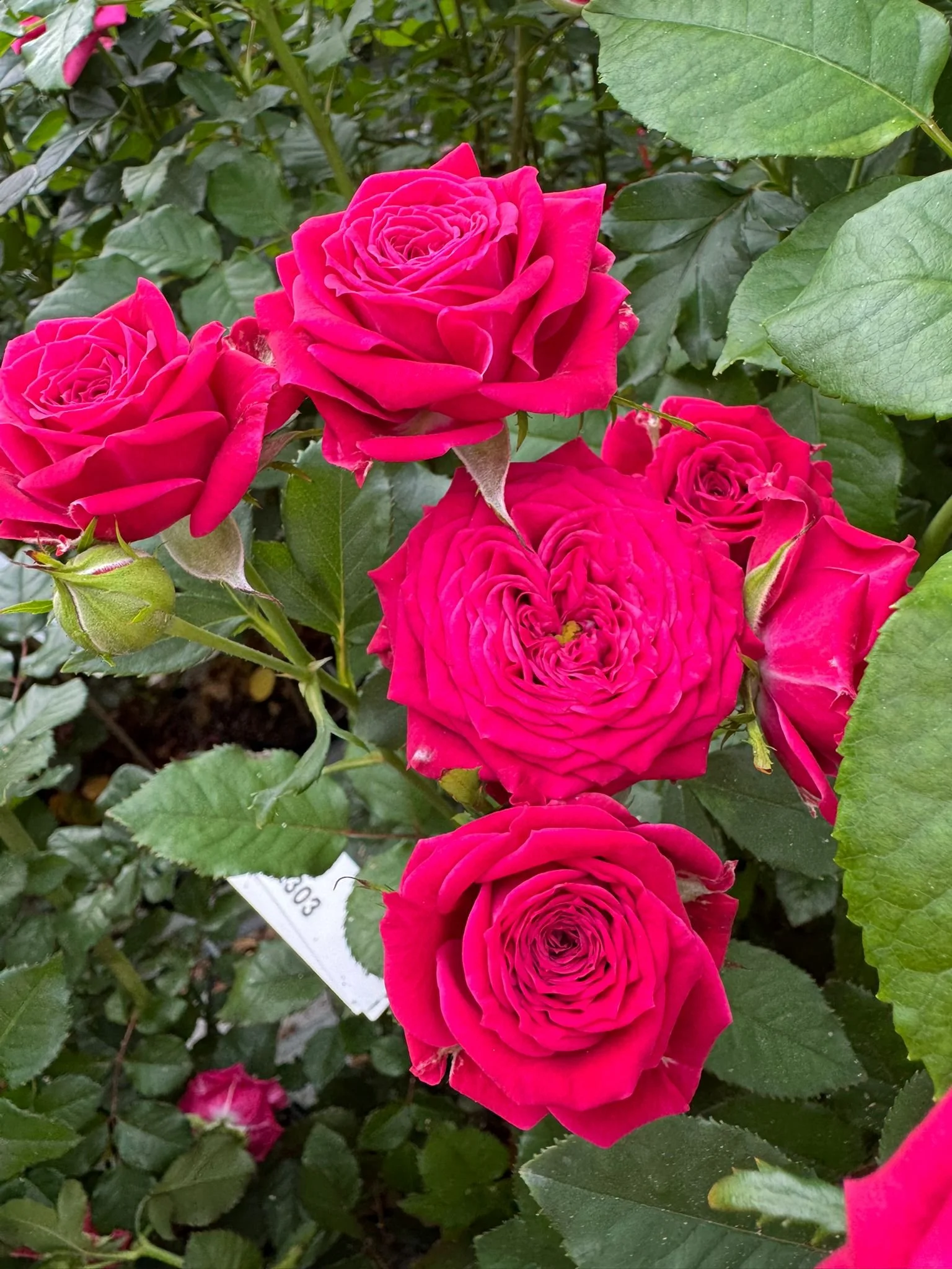 Spray roses from Interplant when Kays flower school went to visit these exceptional growers  (2).jpeg