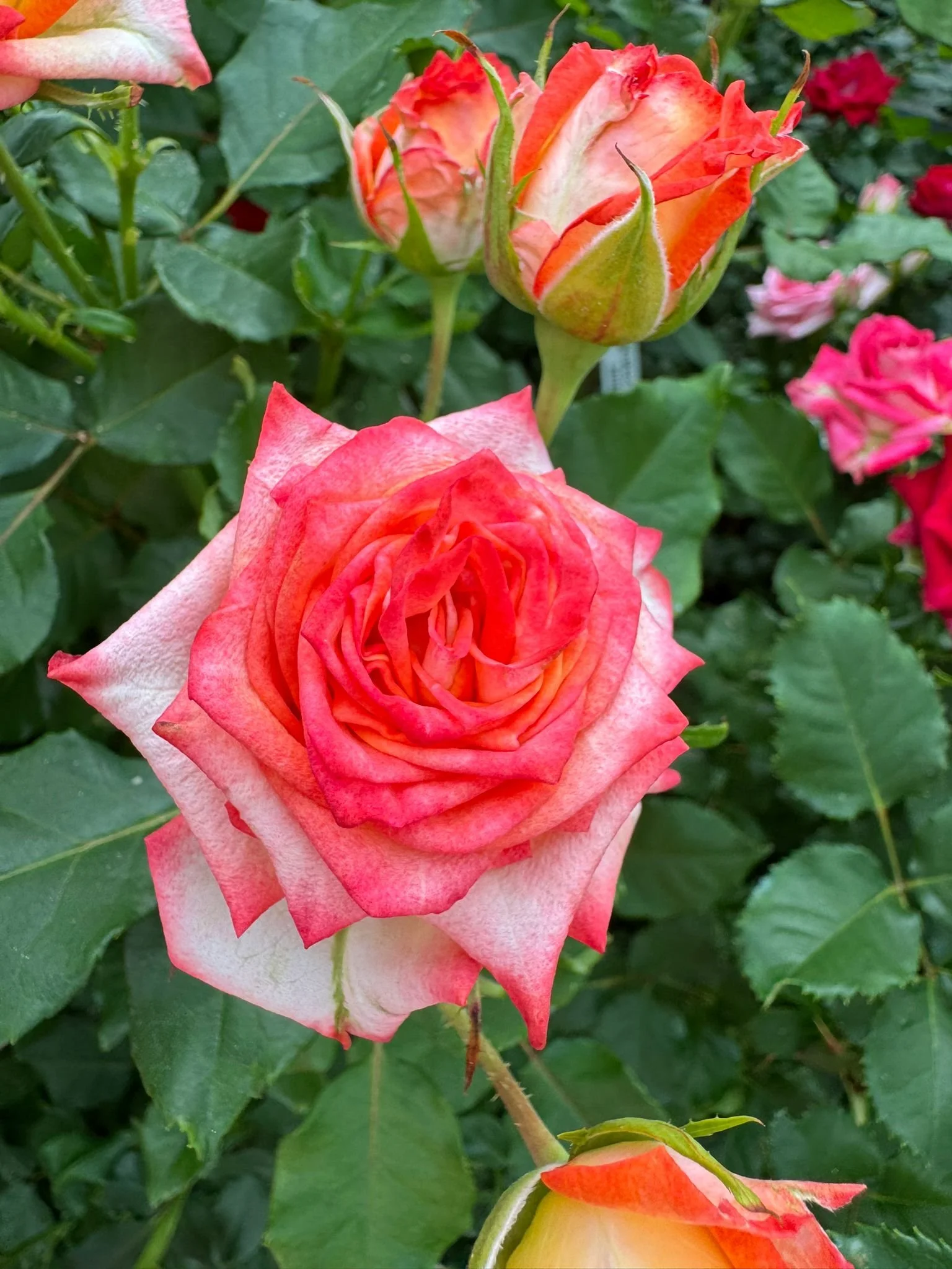 Spray roses from Interplant when Kays flower school went to visit these exceptional growers  (3).jpeg