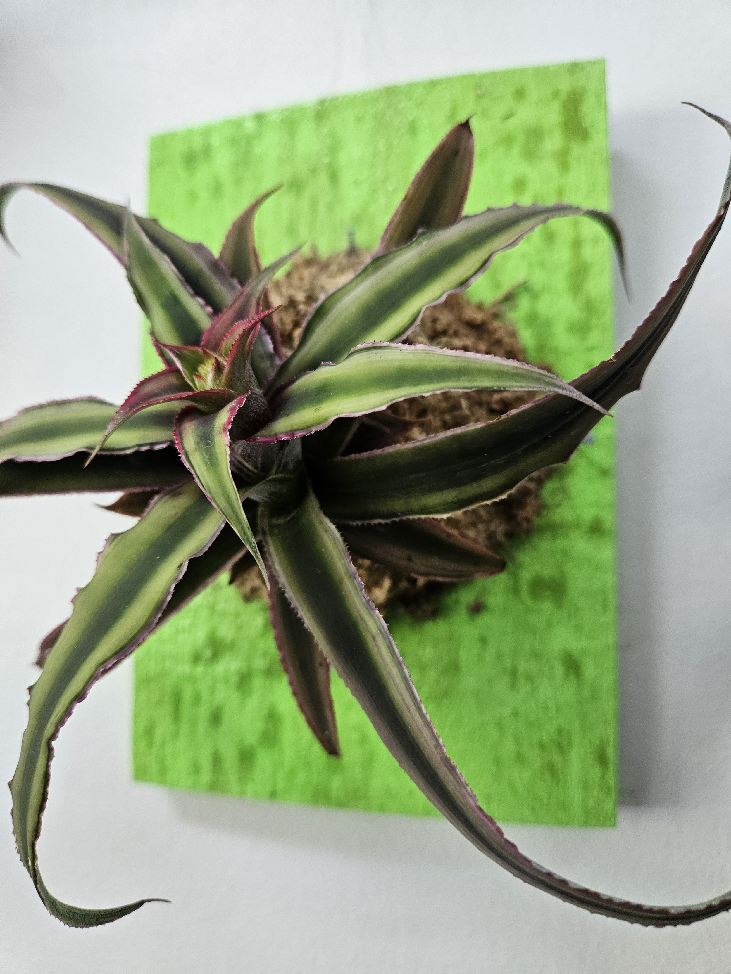 Plant Mounting Workshop - Foxglove Plantbar