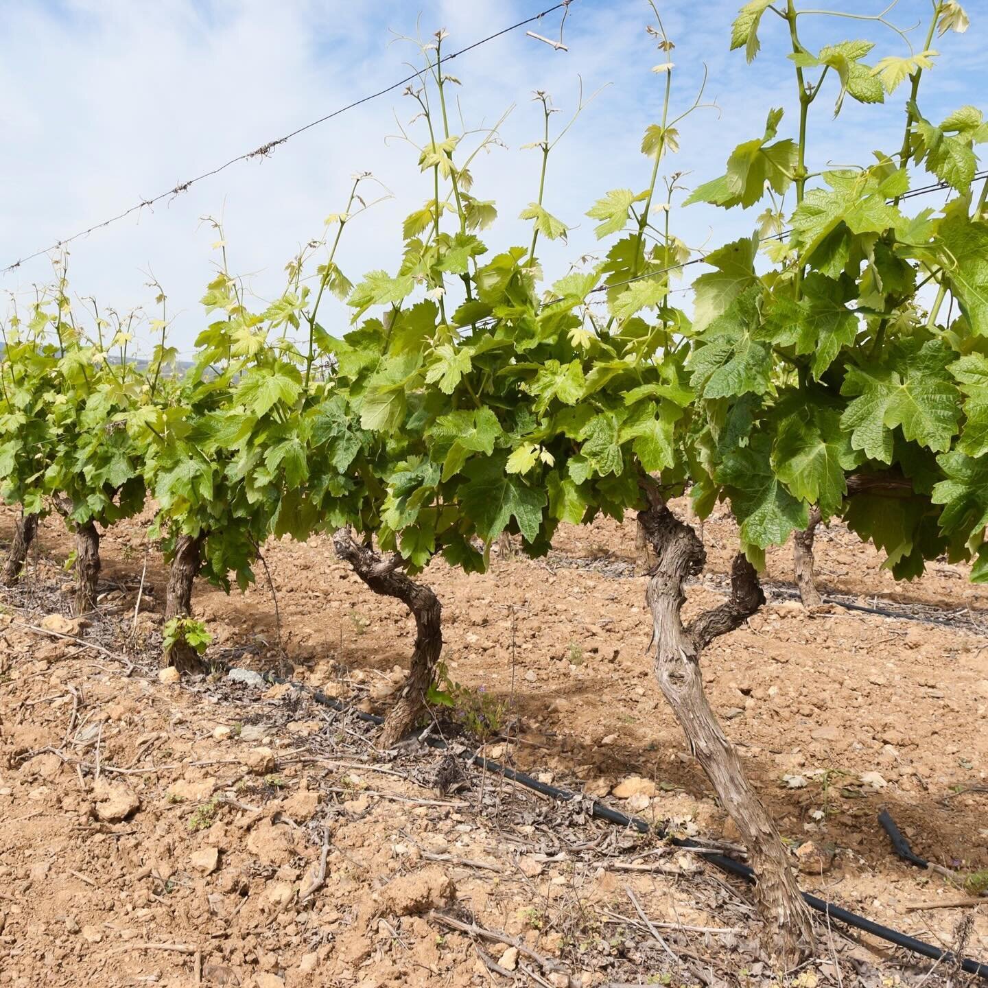 Ever since my late teens I&rsquo;ve dreamed of studying viticulture 🍃

This week in London, that dream is becoming my reality via the WSET Level 2 Award in Wines, the most internationally recognised wine education course in the world. 

The course c