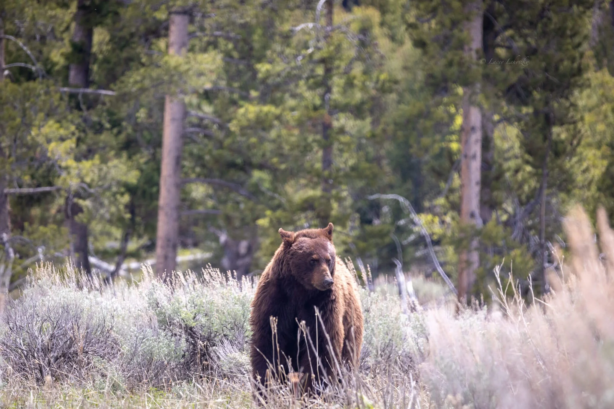 a cinnamon brown bear hides among tall grass in the forest in yellowstone national park