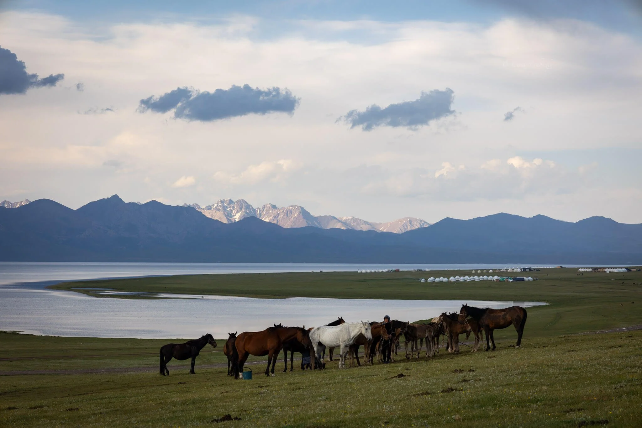 a herd of horses stand among the green grass at song kul lake kyrgyzstan