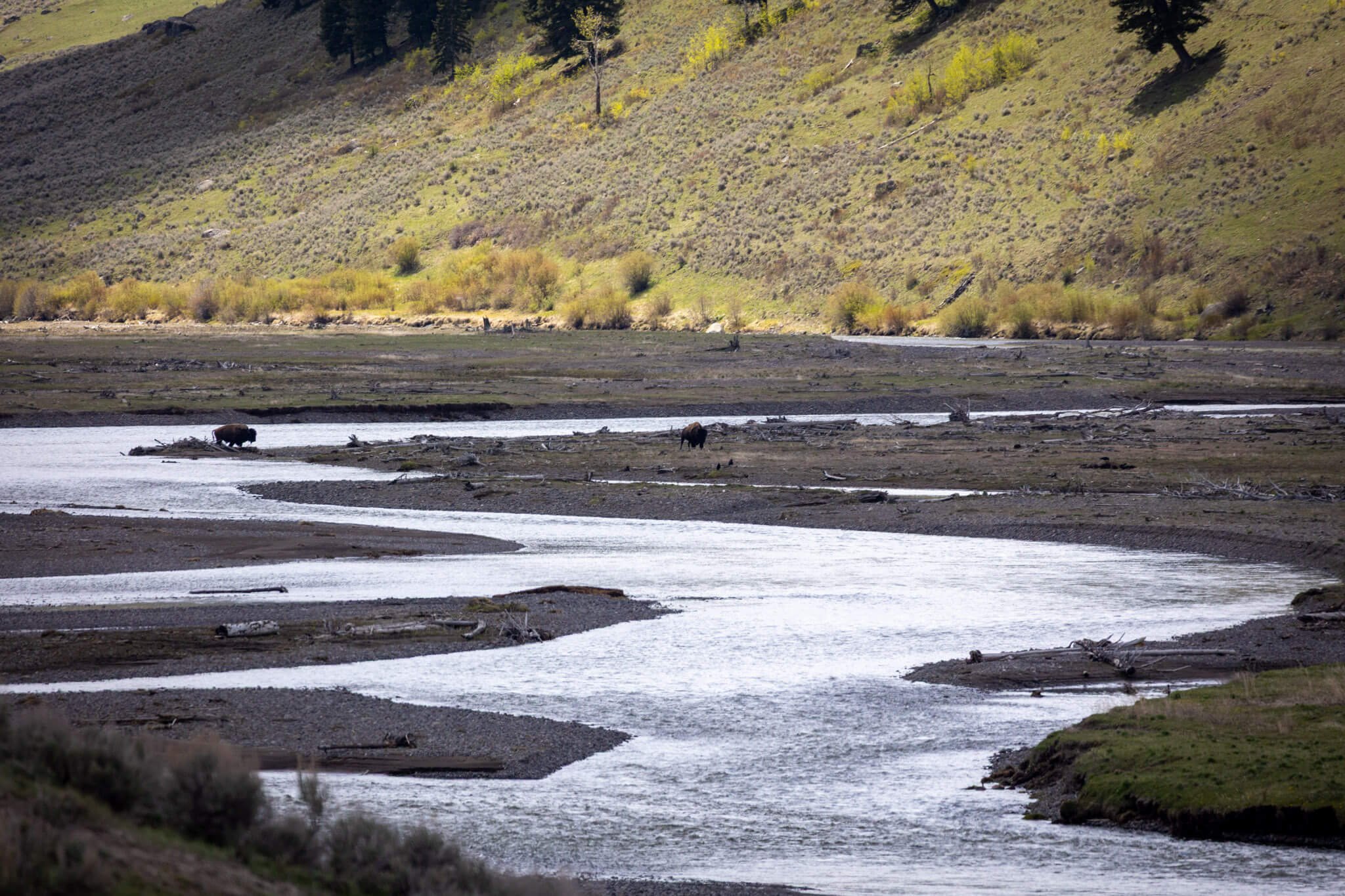 river runs through lamar valley yellowstone national park where buffalos roam along the shores