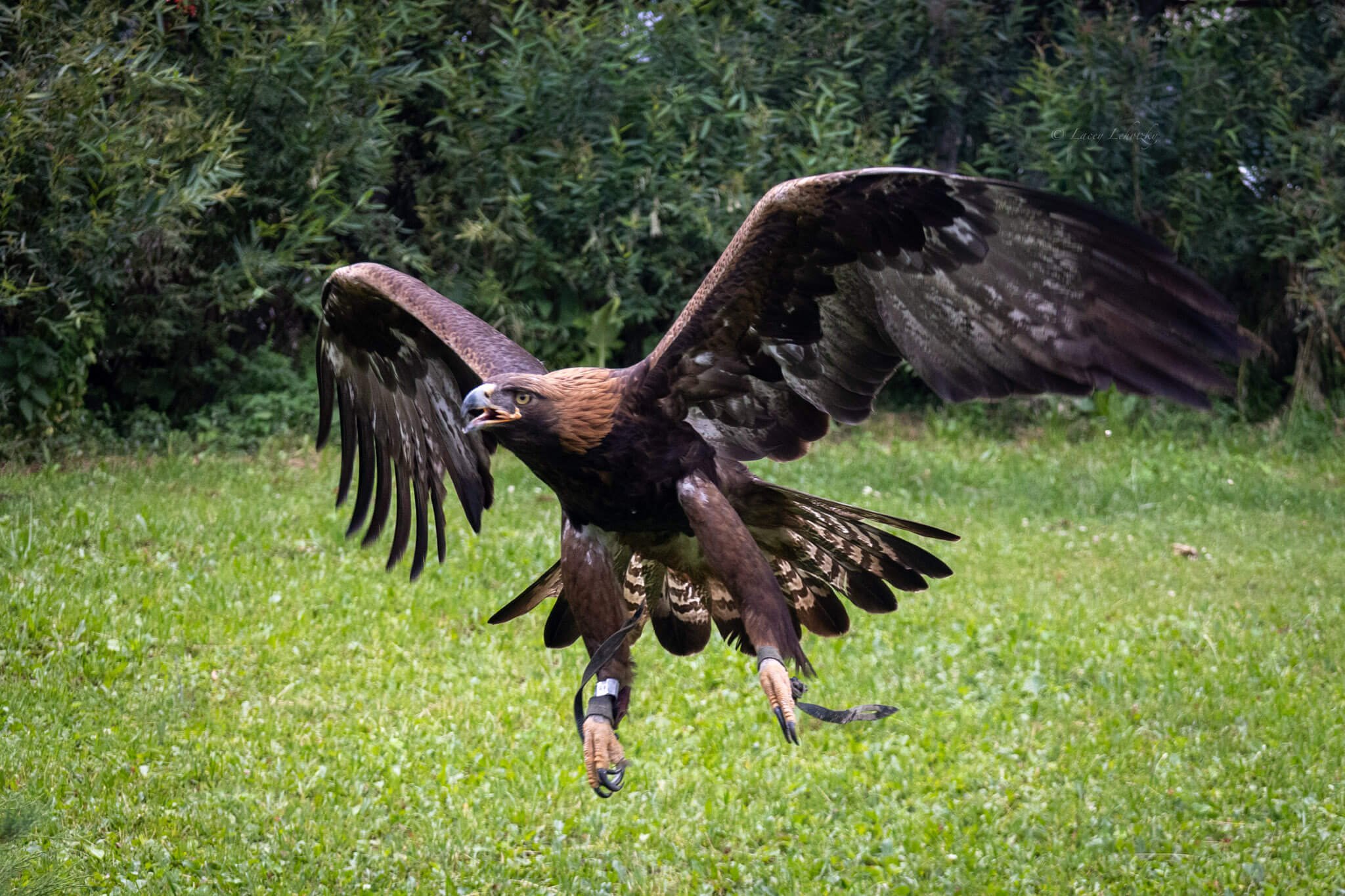 a golden eagle soars toward its prey, wings spread wide, beak open at bird show in almaty kazakhstan