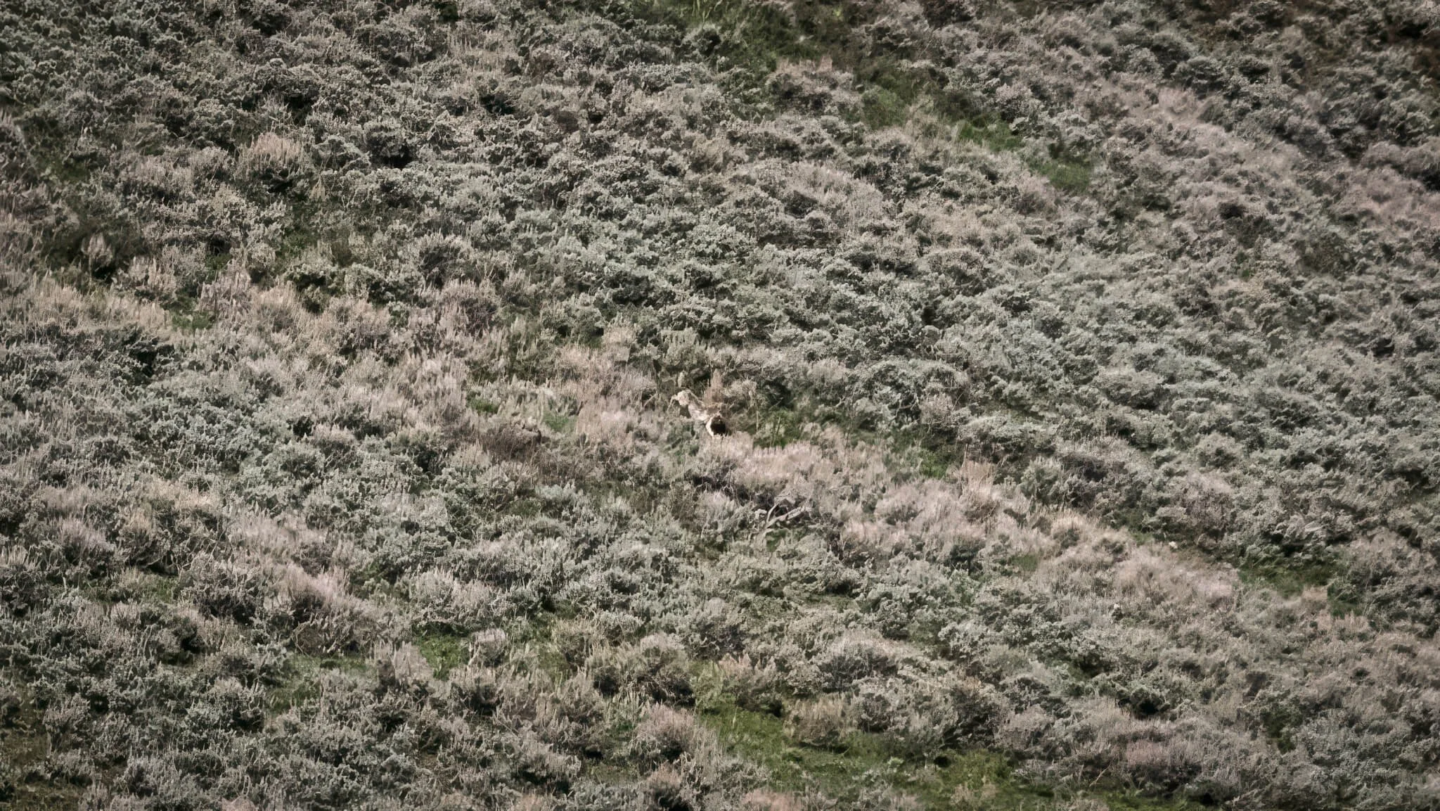 a gray wolf runs through the thick brush in lamar valley yellowstone national park