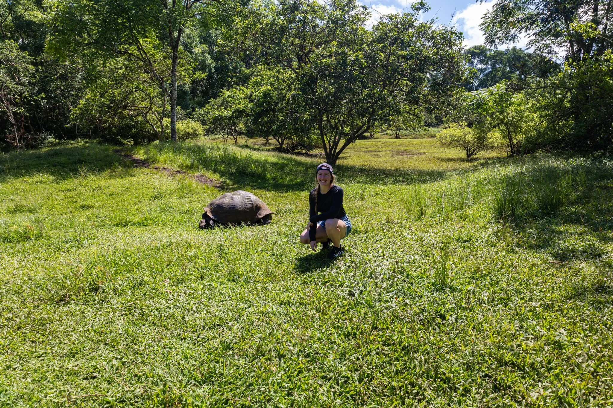 a woman poses next to a giant tortoise in a field eating grass galapagos islands ecuador