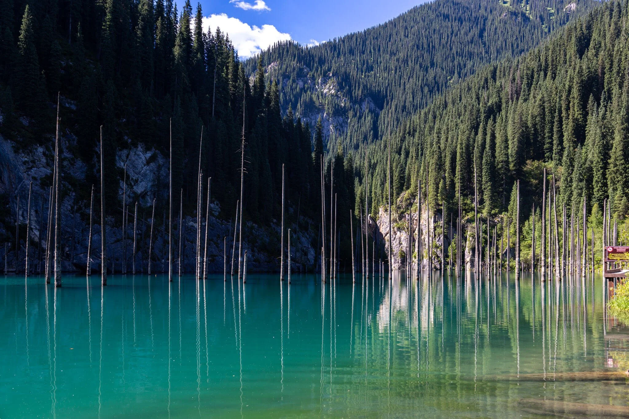bright aqua blue water hugs the base of long dead spruce trees in an alpine lake surrounded by lush mountains kazakhstan