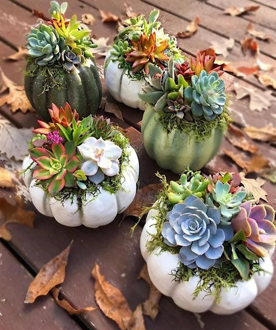 Fall Succulent Planter Workshop