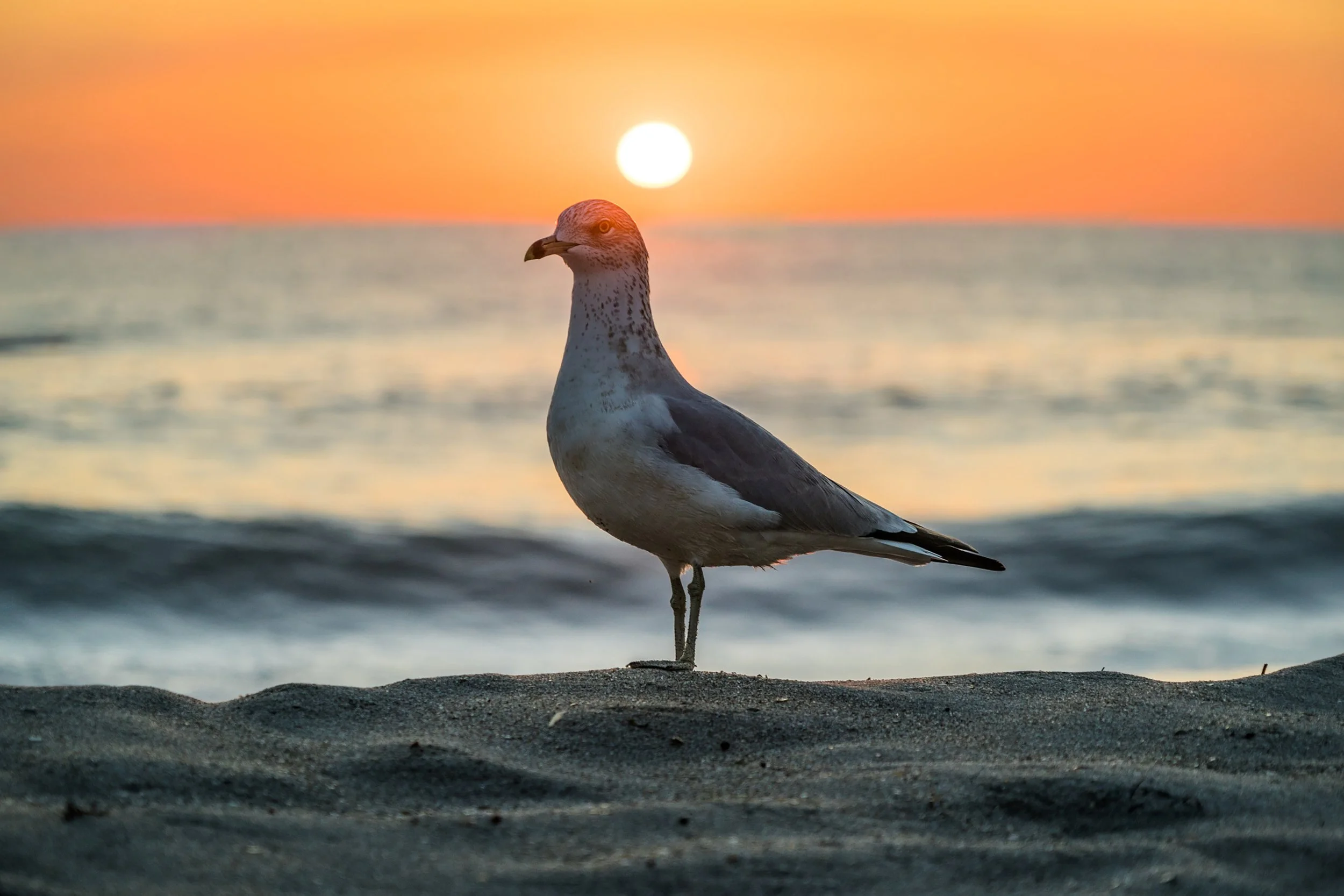 Coastal Vibes limited edition fine art photograph by Jason Sponseller, featuring a ring-billed gull on the sand at Cocoa Beach during sunrise with soft ocean waves and warm coastal light