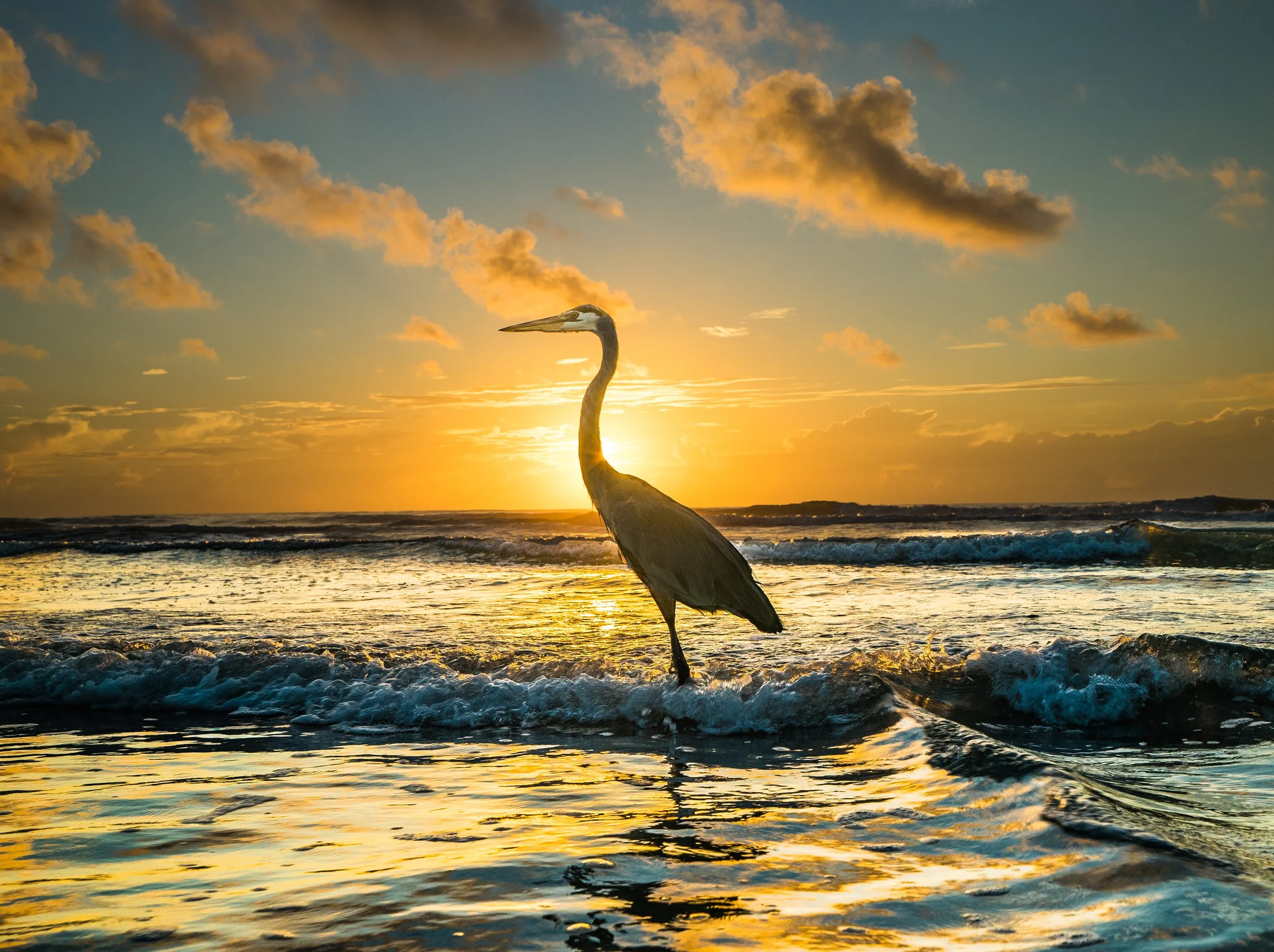 Coastal Vibes limited edition fine art photograph by Jason Sponseller, featuring a great blue heron standing in ocean waves at Cocoa Beach during golden sunrise with dramatic coastal light and reflections