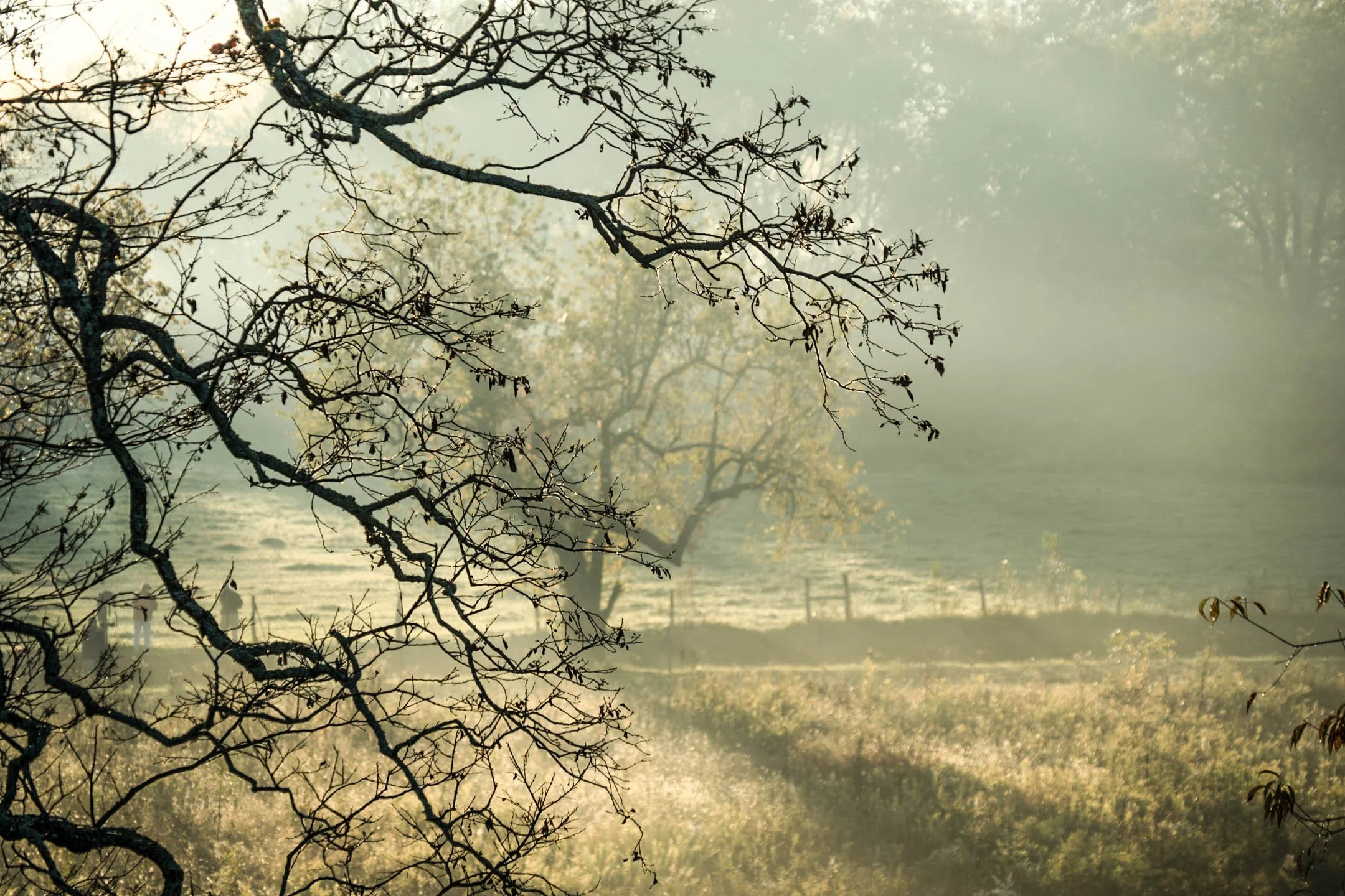 Dust and Distance: The Resonance of Time, limited edition fine art photograph by Jason Sponseller, featuring misty trees in the Smoky Mountains with soft morning light, layered branches, meadow grass, and quiet atmospheric stillness