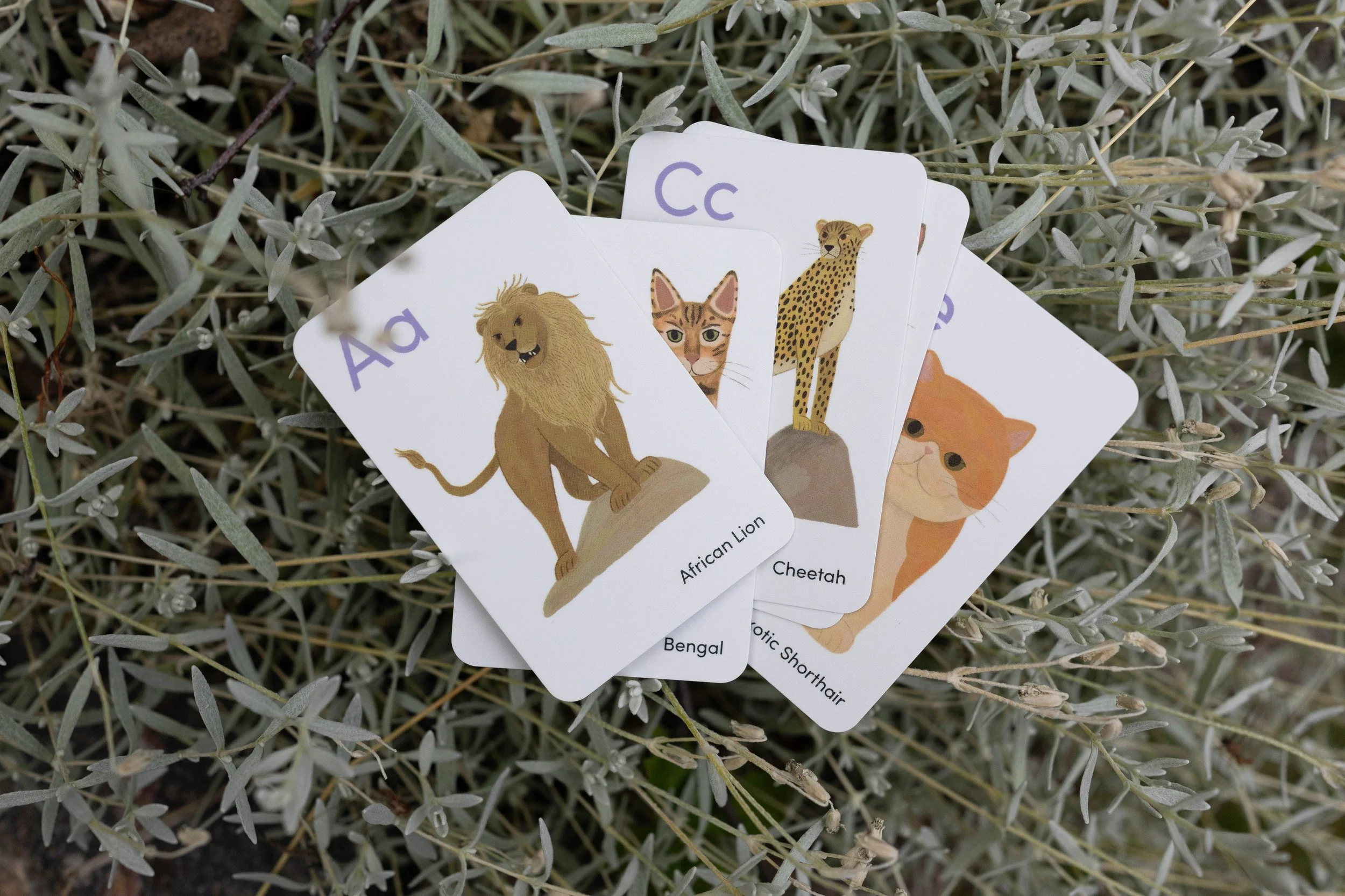 Cat Alphabet Flash Cards (mini!)
