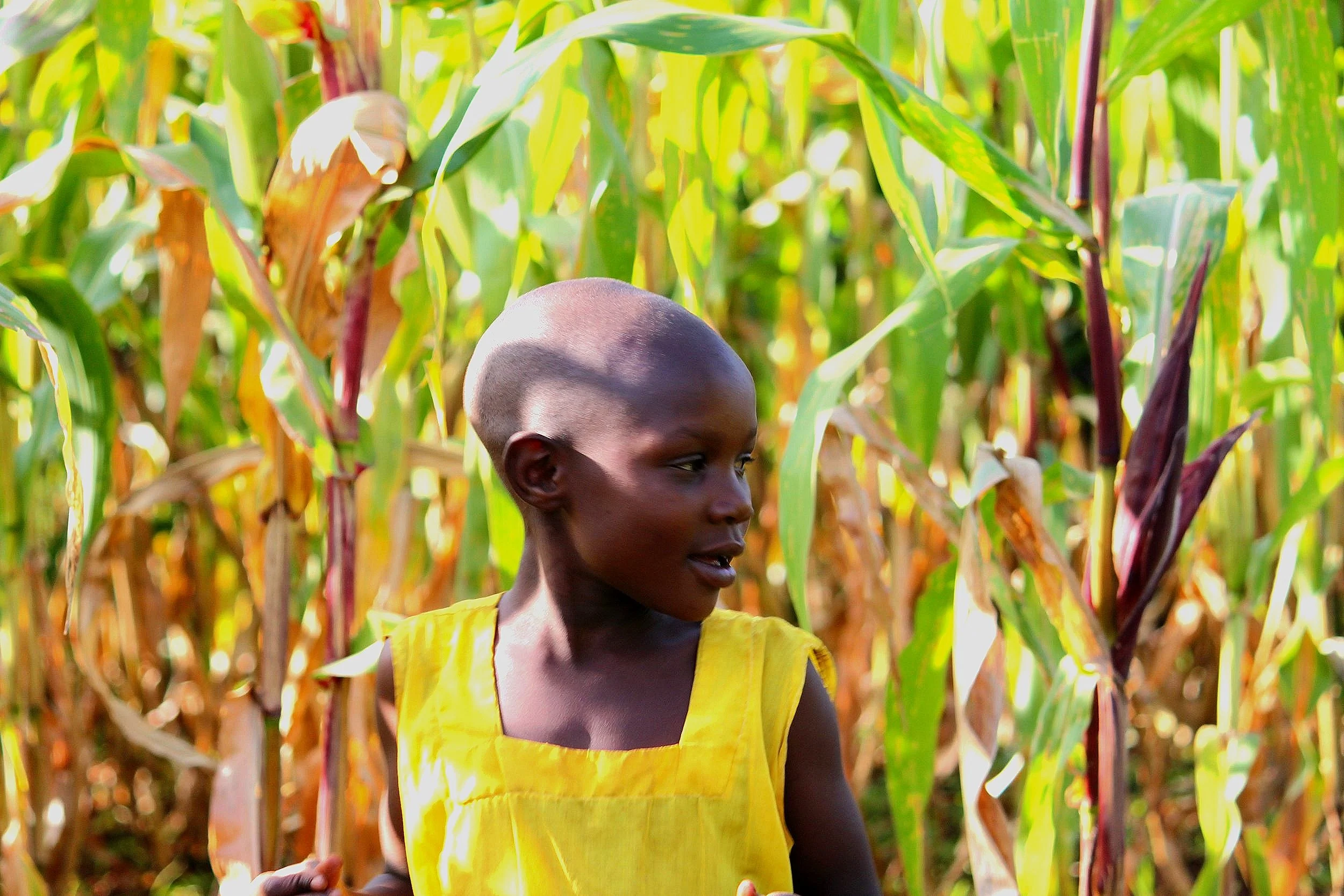 Shepherd's Heart International