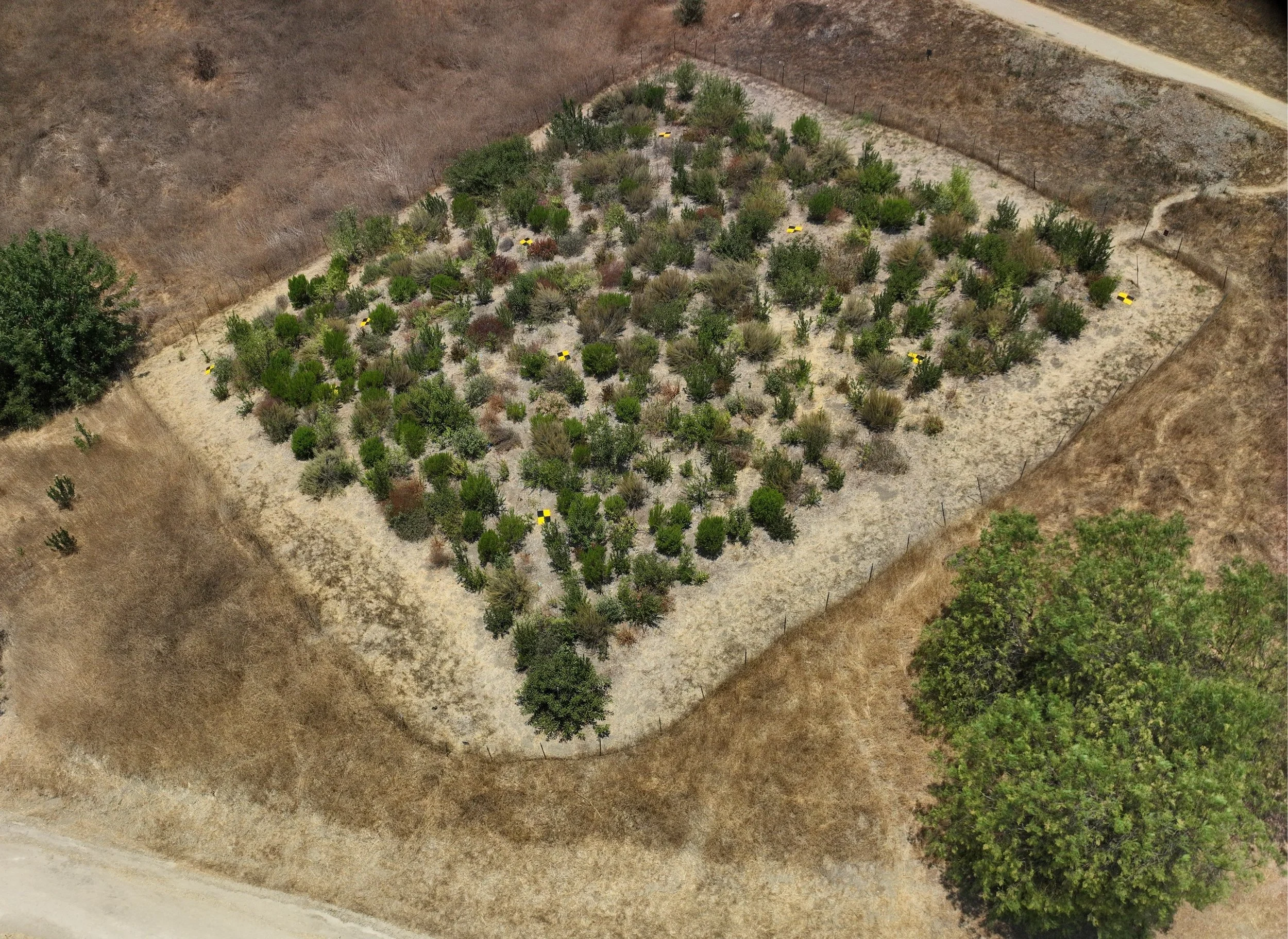 Drone image 19 months since planting
Photo Credit: Loyola Marymount University