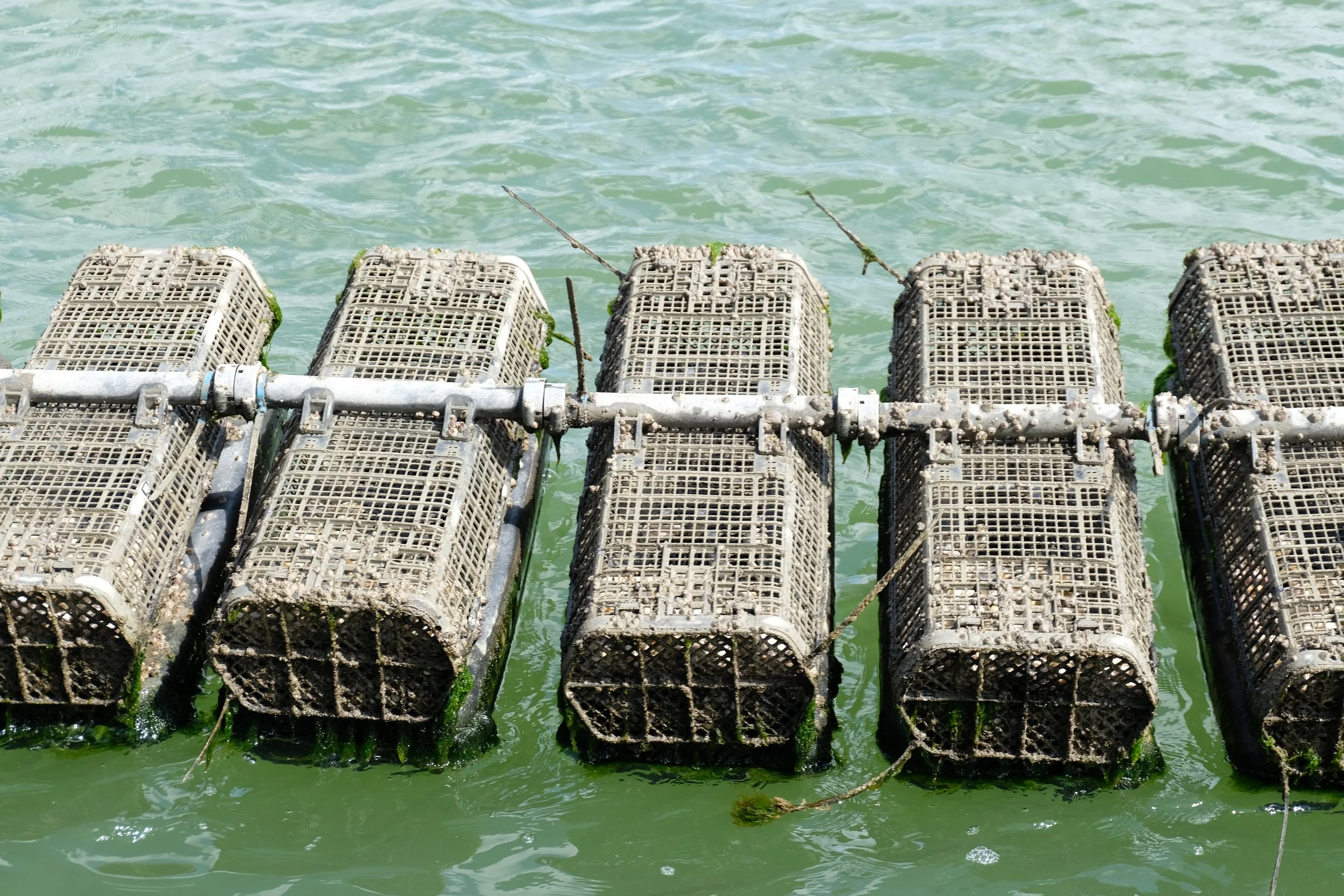 Visiting The First Tropical Oyster Farm in The Continental  US