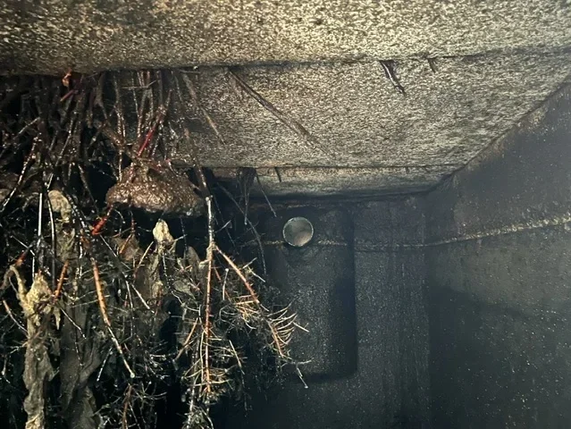 inside septic tank roots growing inside