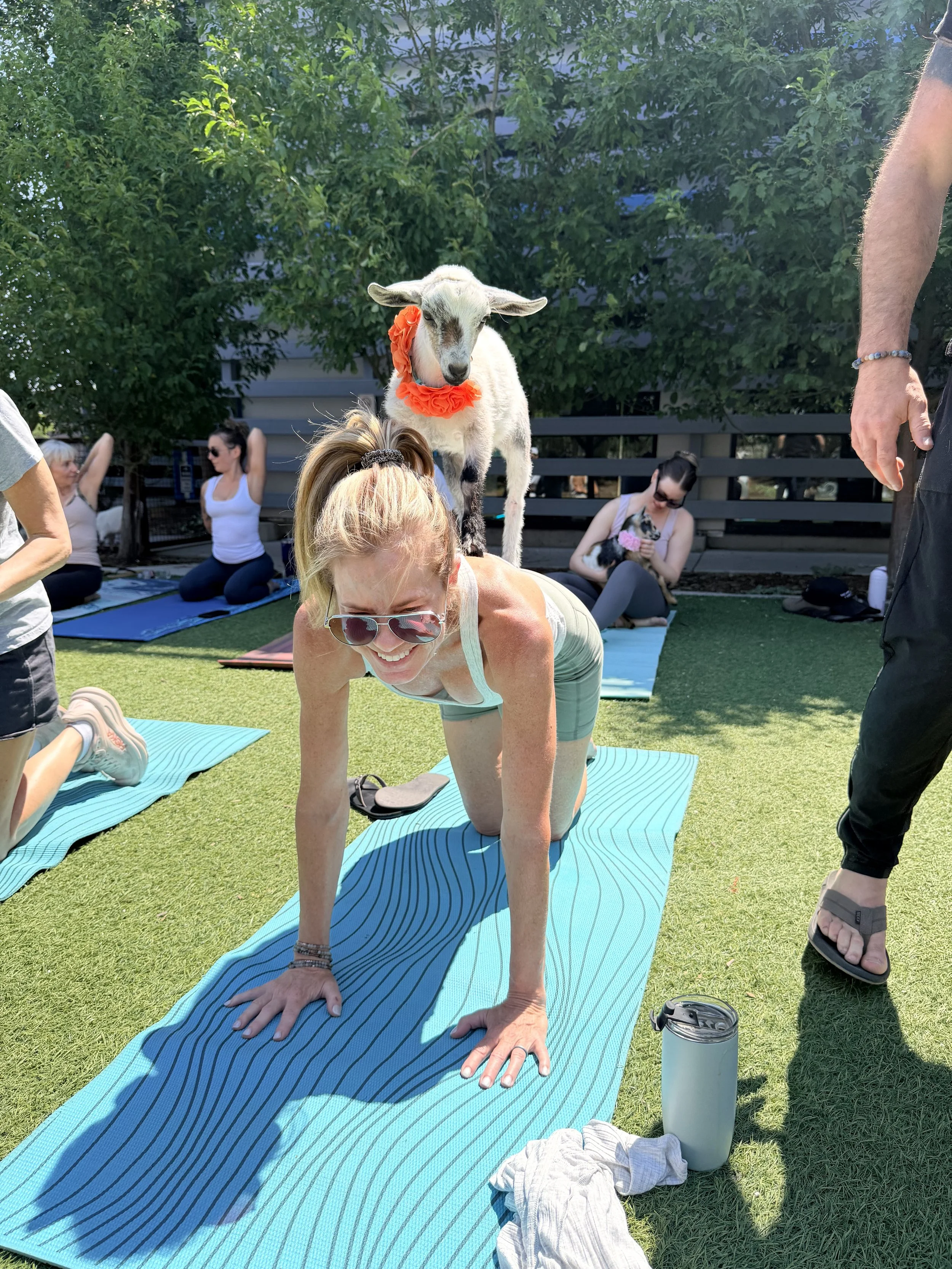 Baby Goat Yoga