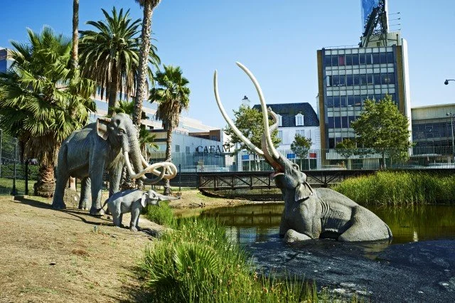 la brea tar pits.jpeg