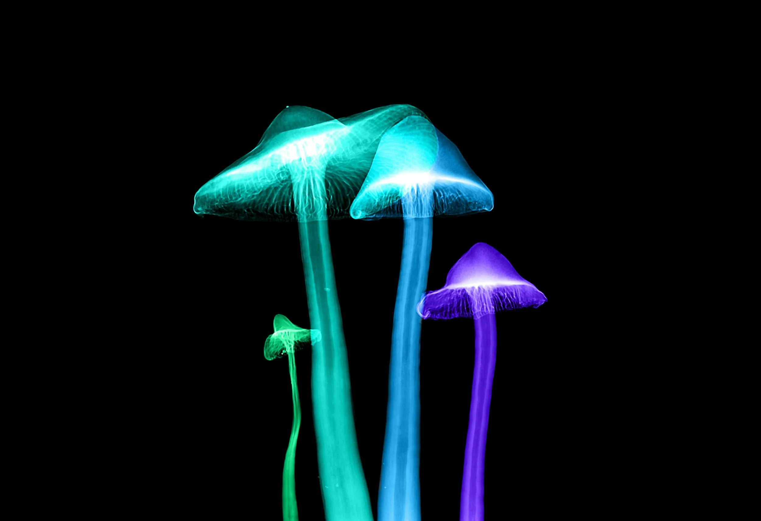 Psilocybin Assisted Therapy - how does it differ from traditional pyschotherapy?