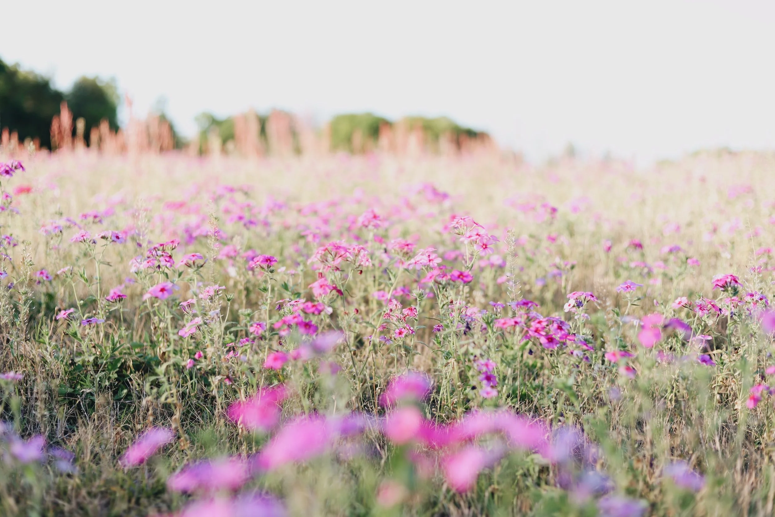 Where to Find Wildflowers in DallasFort Worth — A Photographer’s Guide