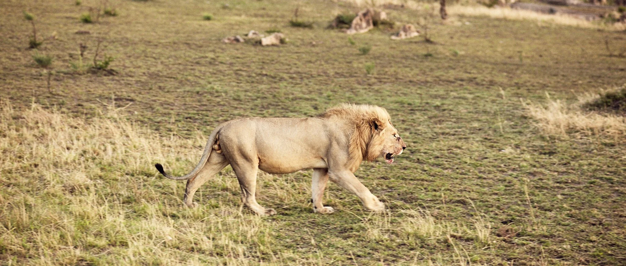Lion in the lands of Maasai tribe, Africa