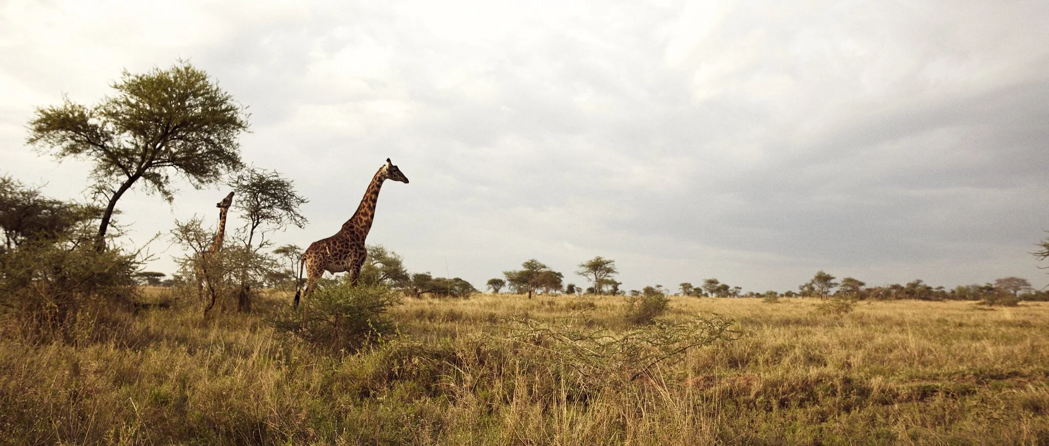 Giraffe in the backyard of Maasai, Africa