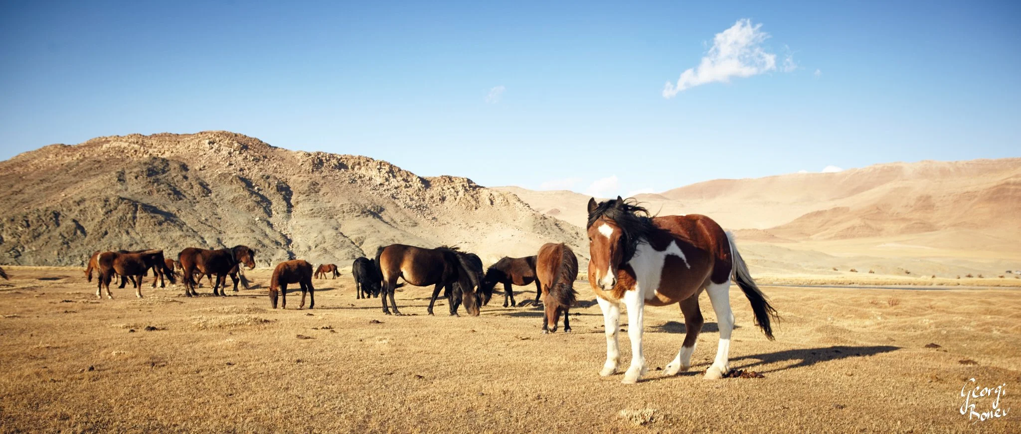 Horses of Altai Mountain