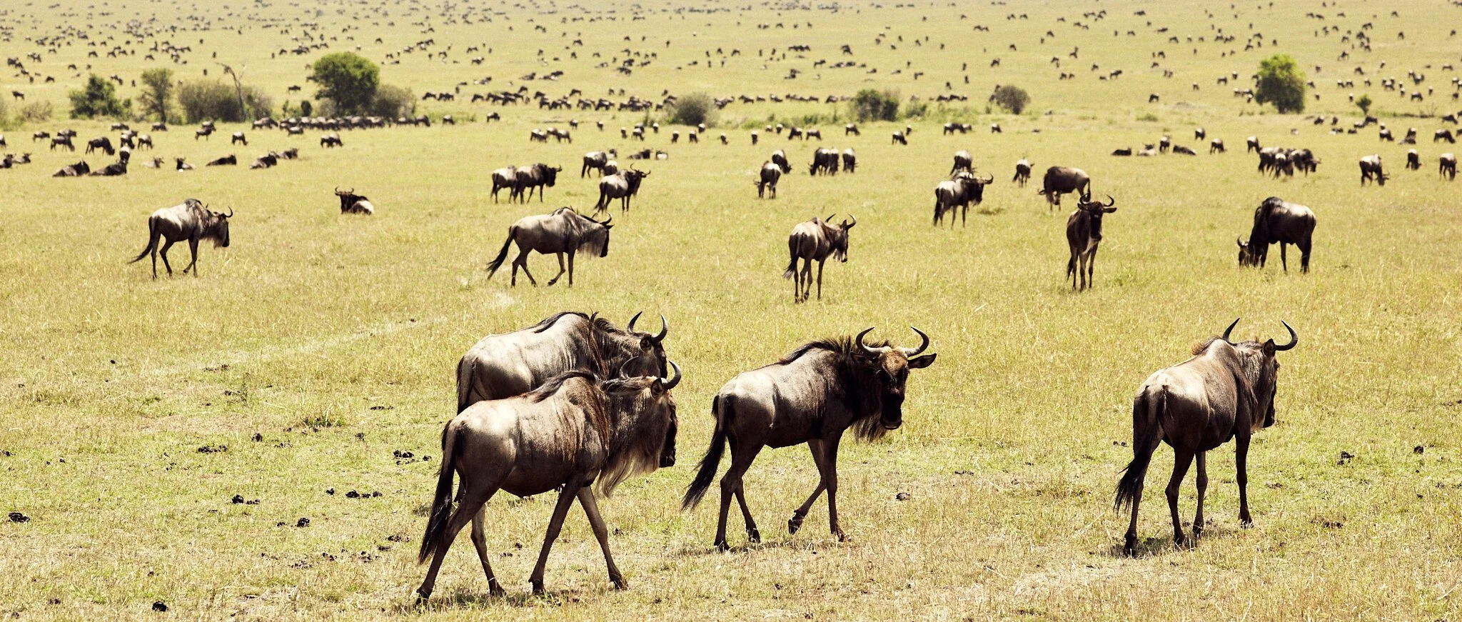 The Great Migration of Beast, Africa
