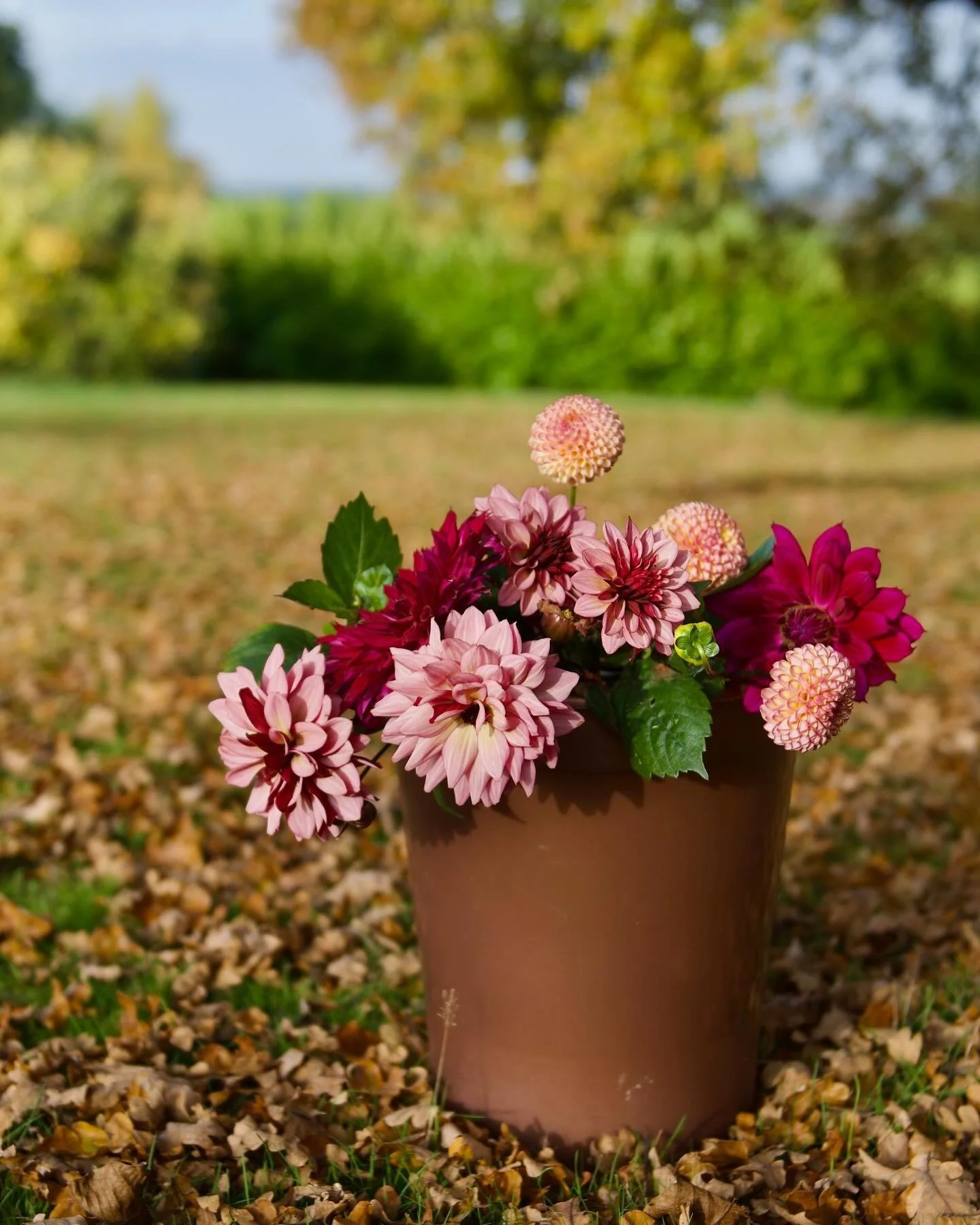 The final dahlias before the expected frost next week. Love these jewel tones. #dahlialove #dahlia #novembergarden #flowergrower