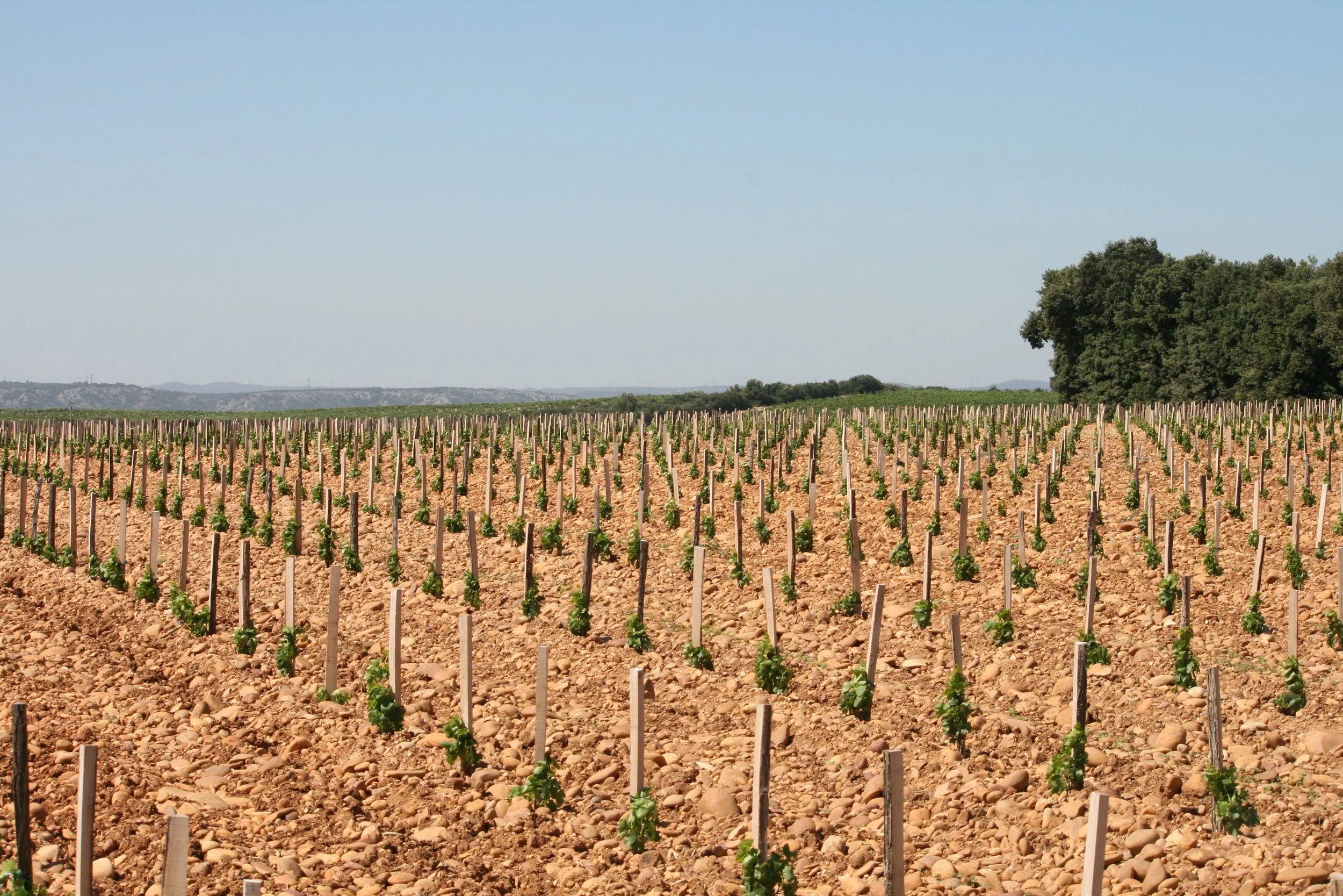 Pane e Vino Academy:  Rhône Valley