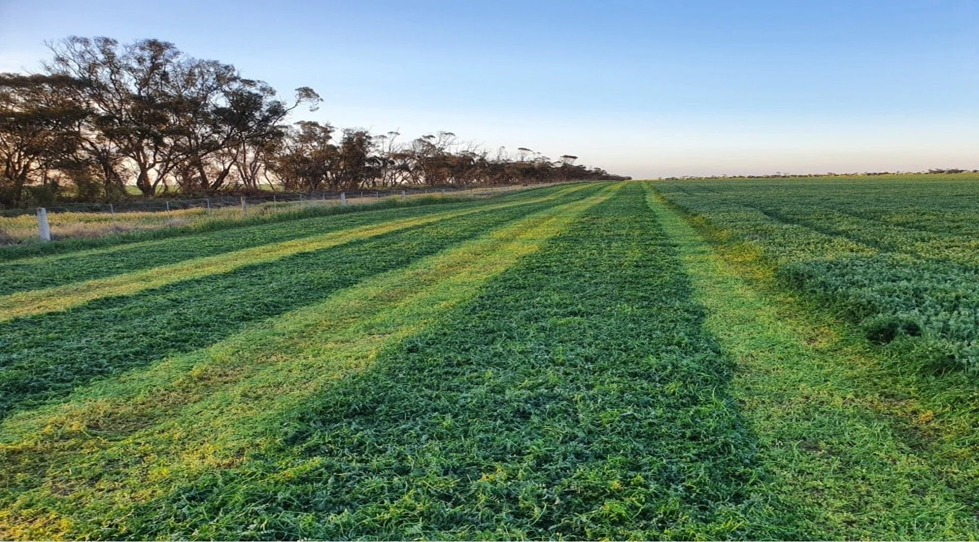 Ed Hay The Benefits of Baling Hay in Seven Days — Hay Guard Australia