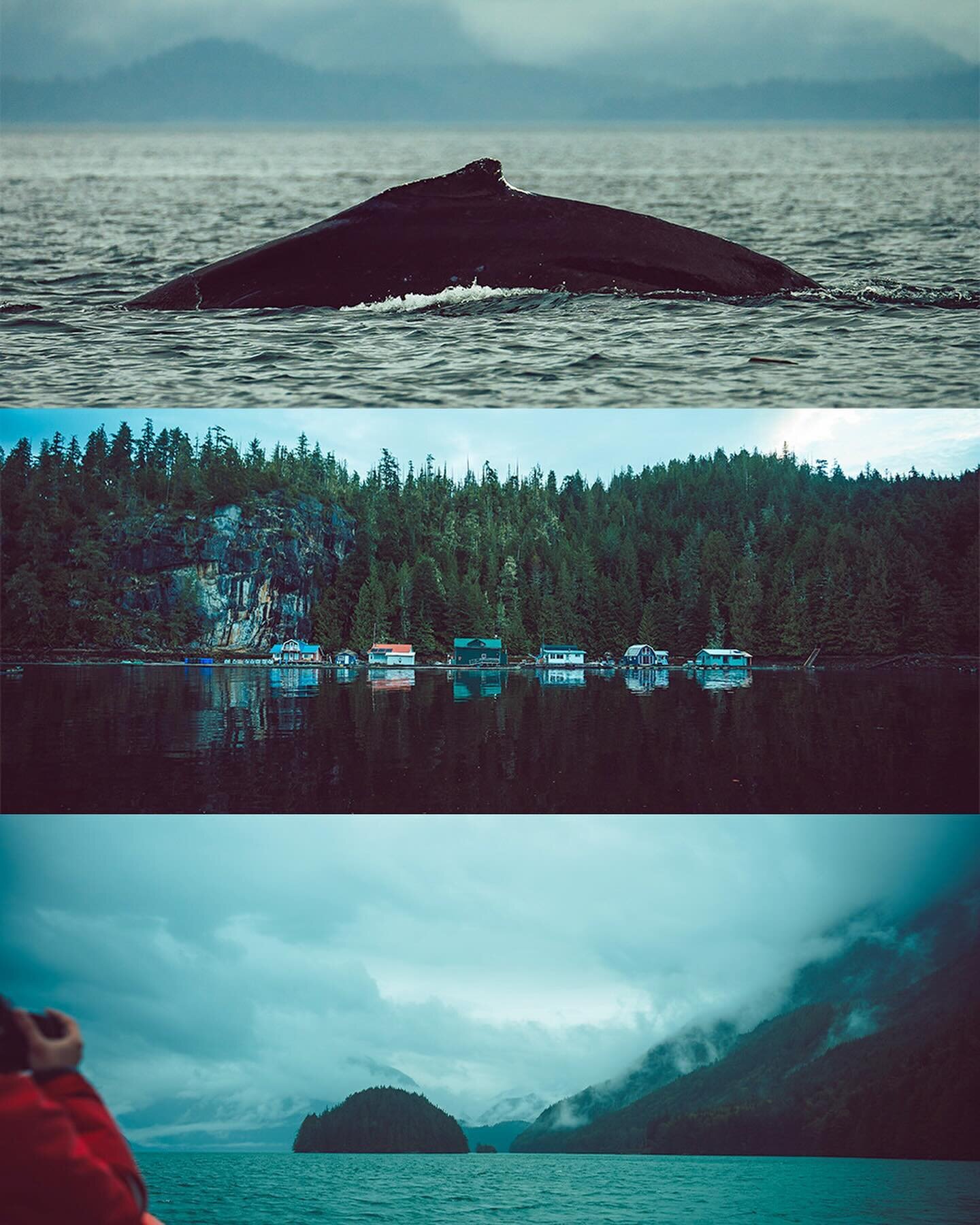 Great Bear Rainforest 

.
.
.
Did you know that the Great Bear Rainforest is one of the largest temperate rainforests on Earth? Spanning over 6.4 million hectares along the coast of British Columbia, Canada #hellobc @hellobc #greatbearrainforest #bea