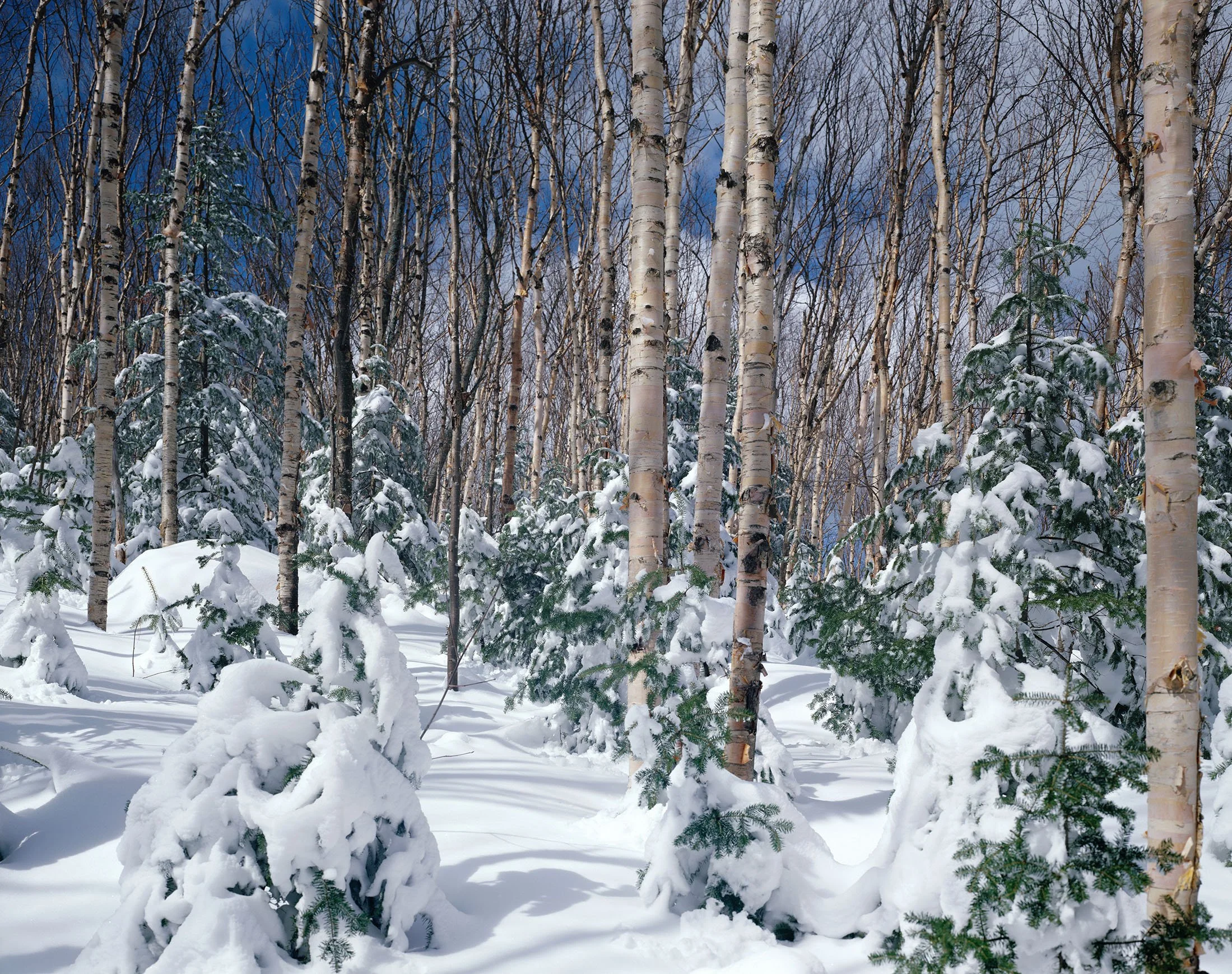 Nathan Farb (b. 1941)