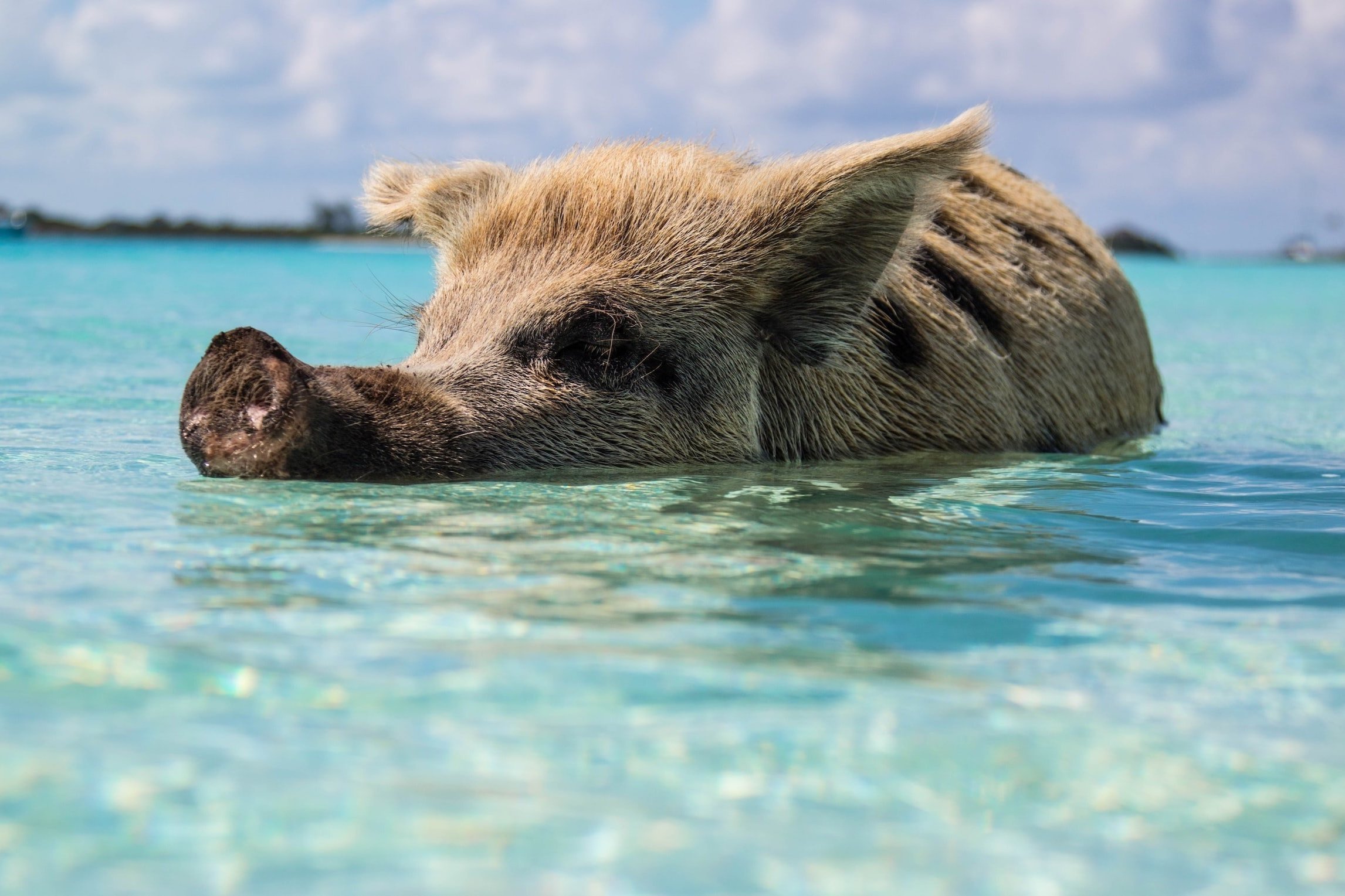 Swimming pig in Bahamas