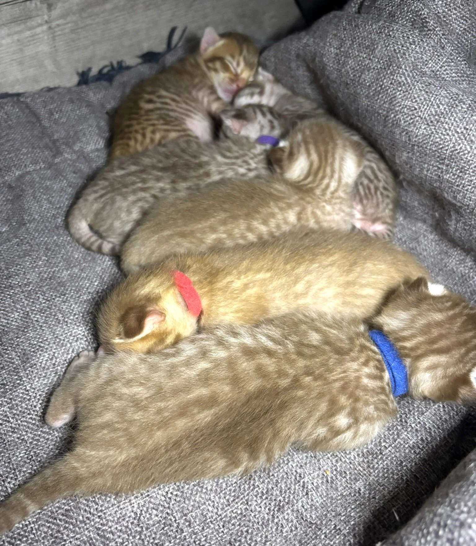 Six Spotted Ocicat Babies.JPEG