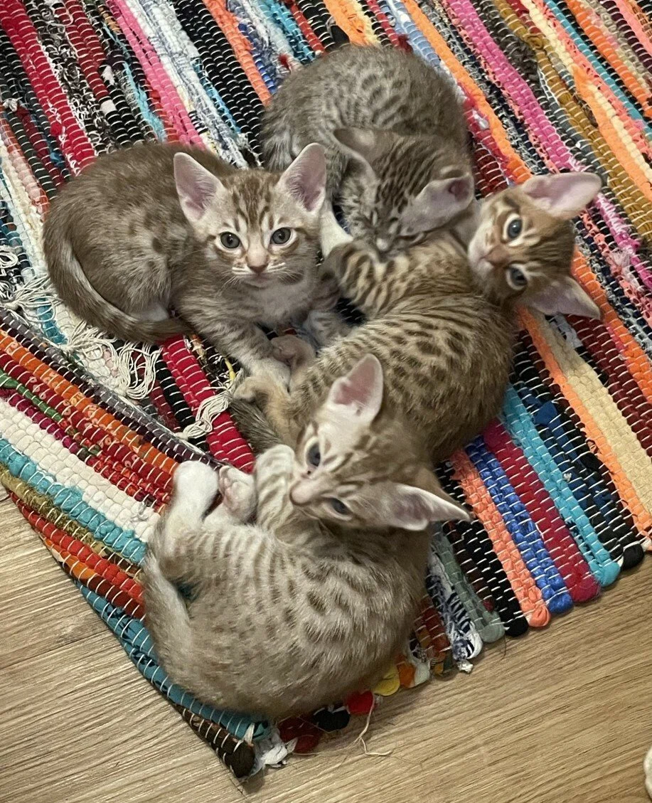 Ivy Kittens Available.JPEG