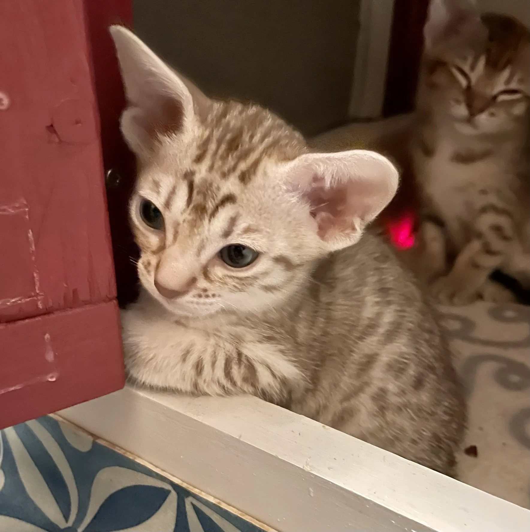 Chocolate Silver Ocicat Girl Kitten.JPEG