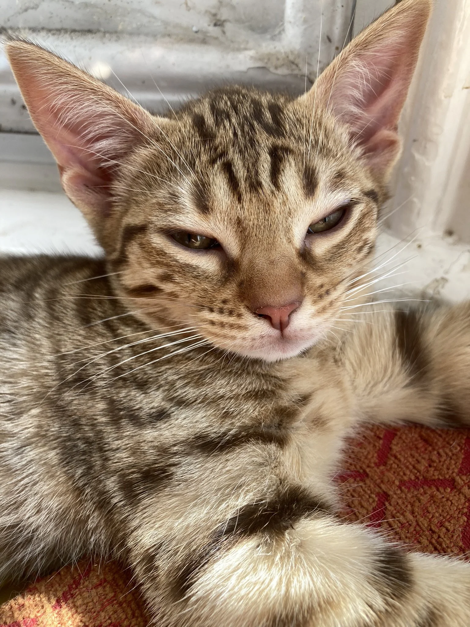 Chocolate Ocicat Kitten.JPEG