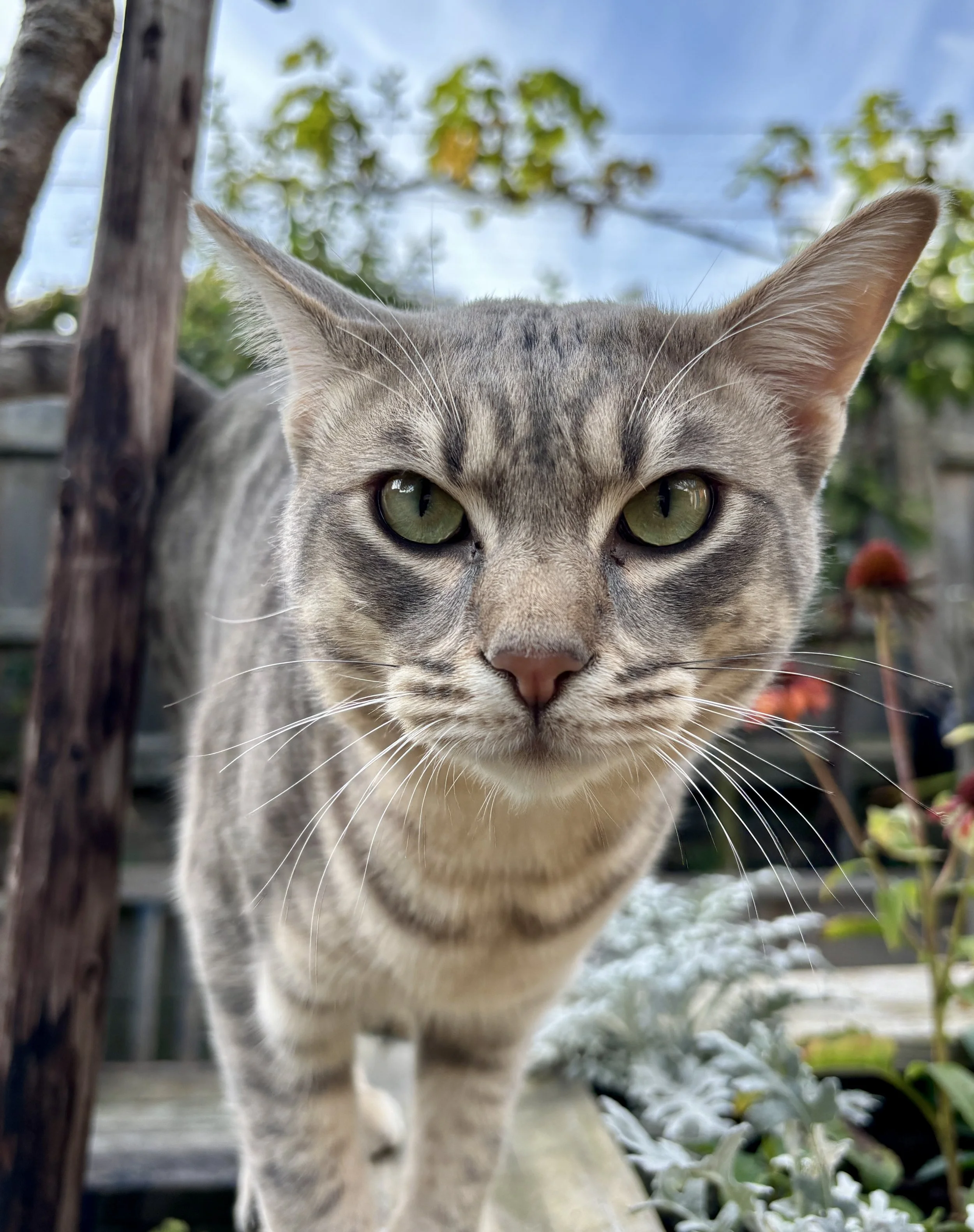 Close up of Blue Silver Stud Boy.JPEG