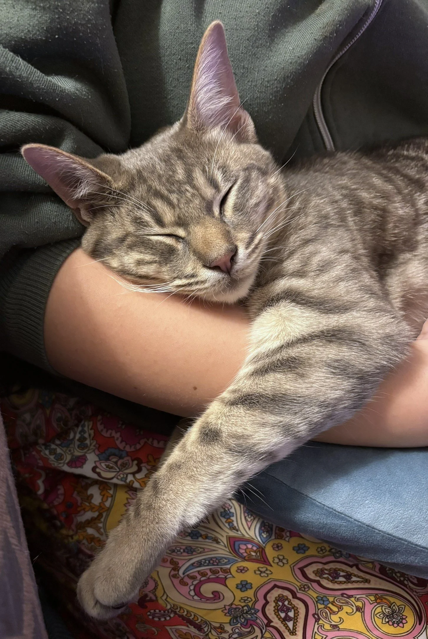 Beautiful Lazy Bot St-Elmo Greg.JPEG