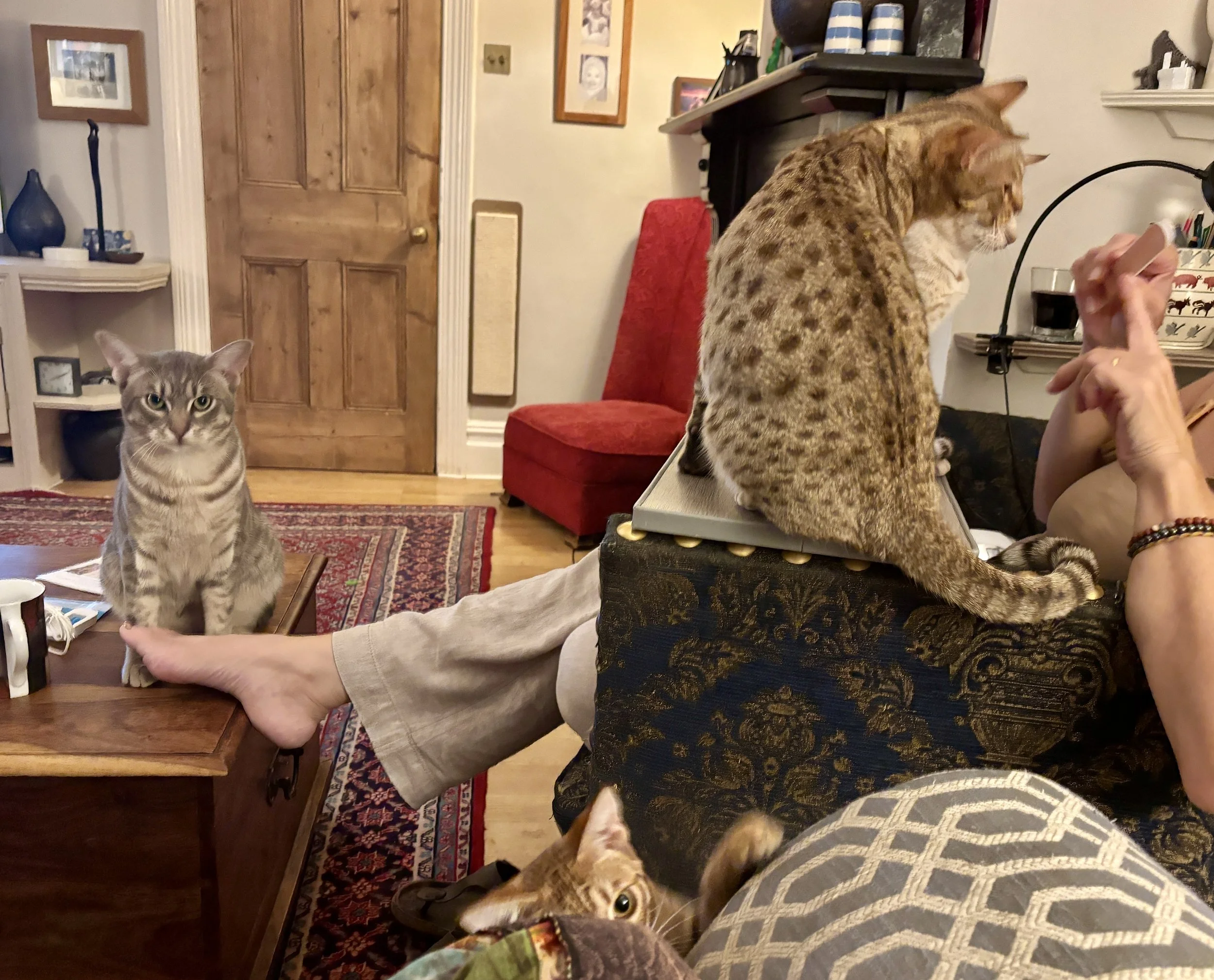 St-Elmo Ocicats at Home.JPEG