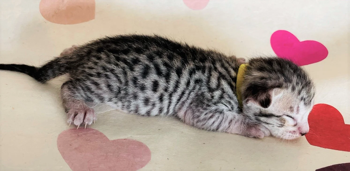 Black-Silver Ocicat Kitten.JPEG