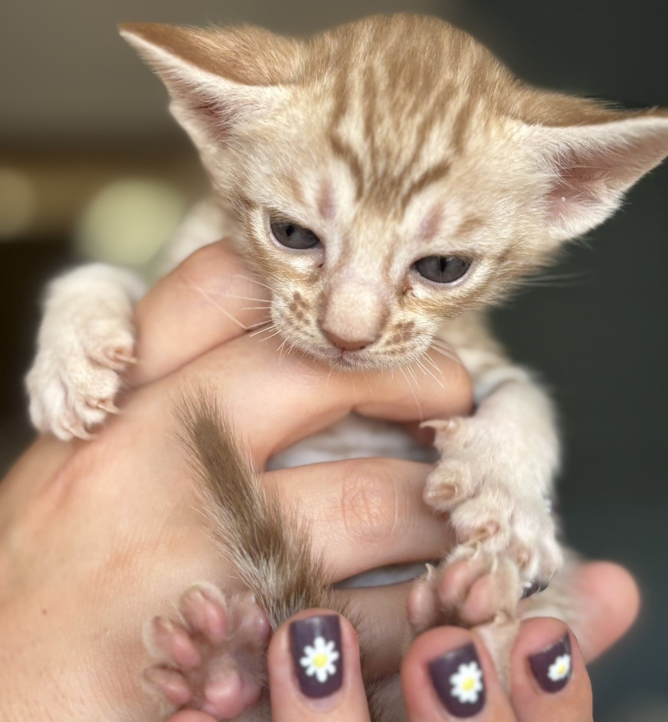 Big Eared Oink Beaned Kitten.JPEG