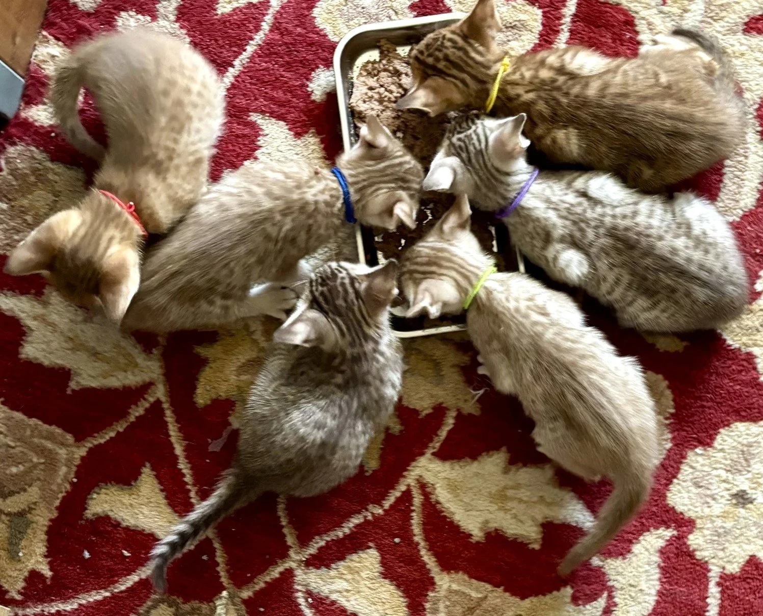 Six Spotted Kittens Eating.JPEG
