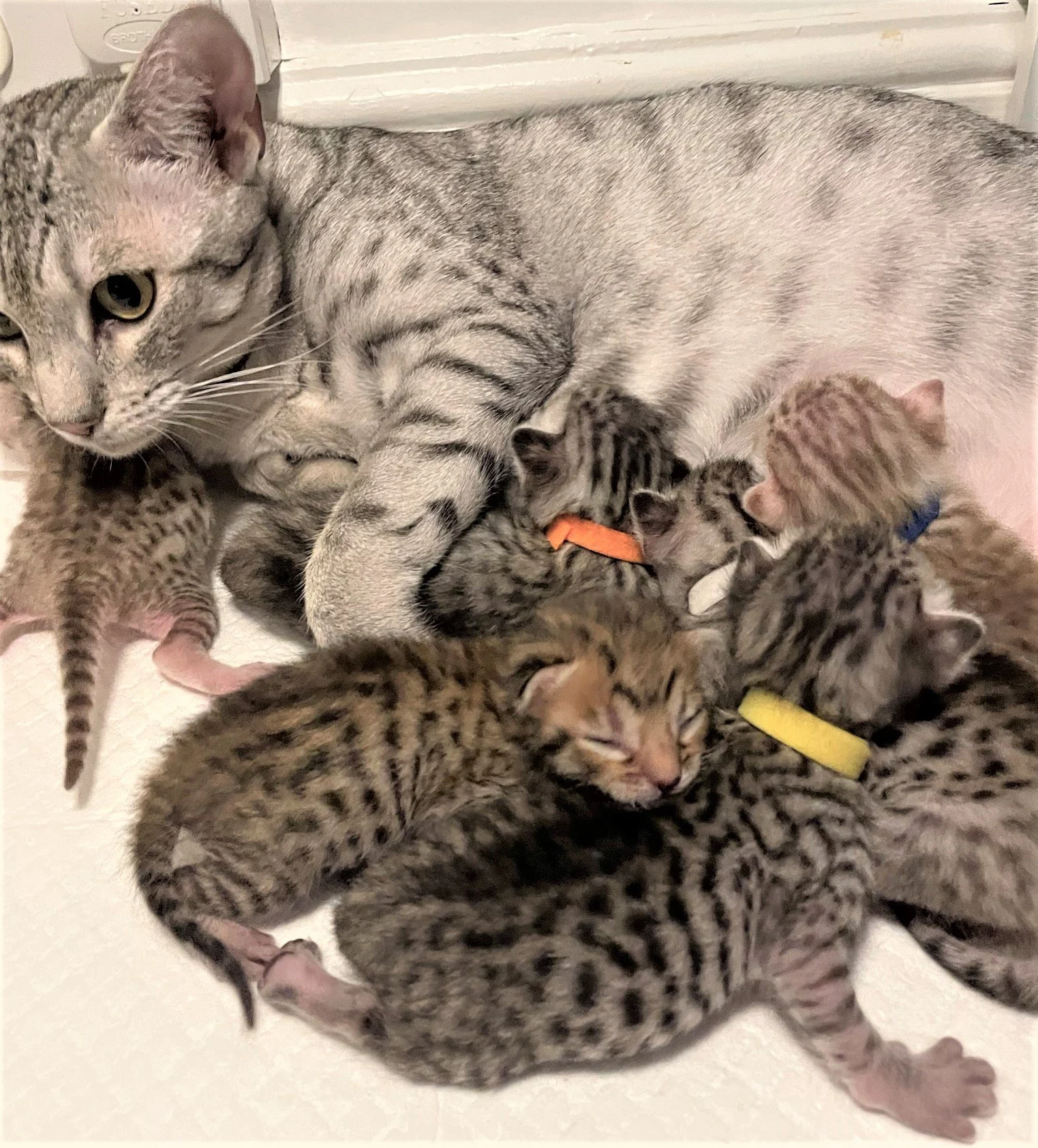 Dora & Spotted Ocicat Kittens.JPEG