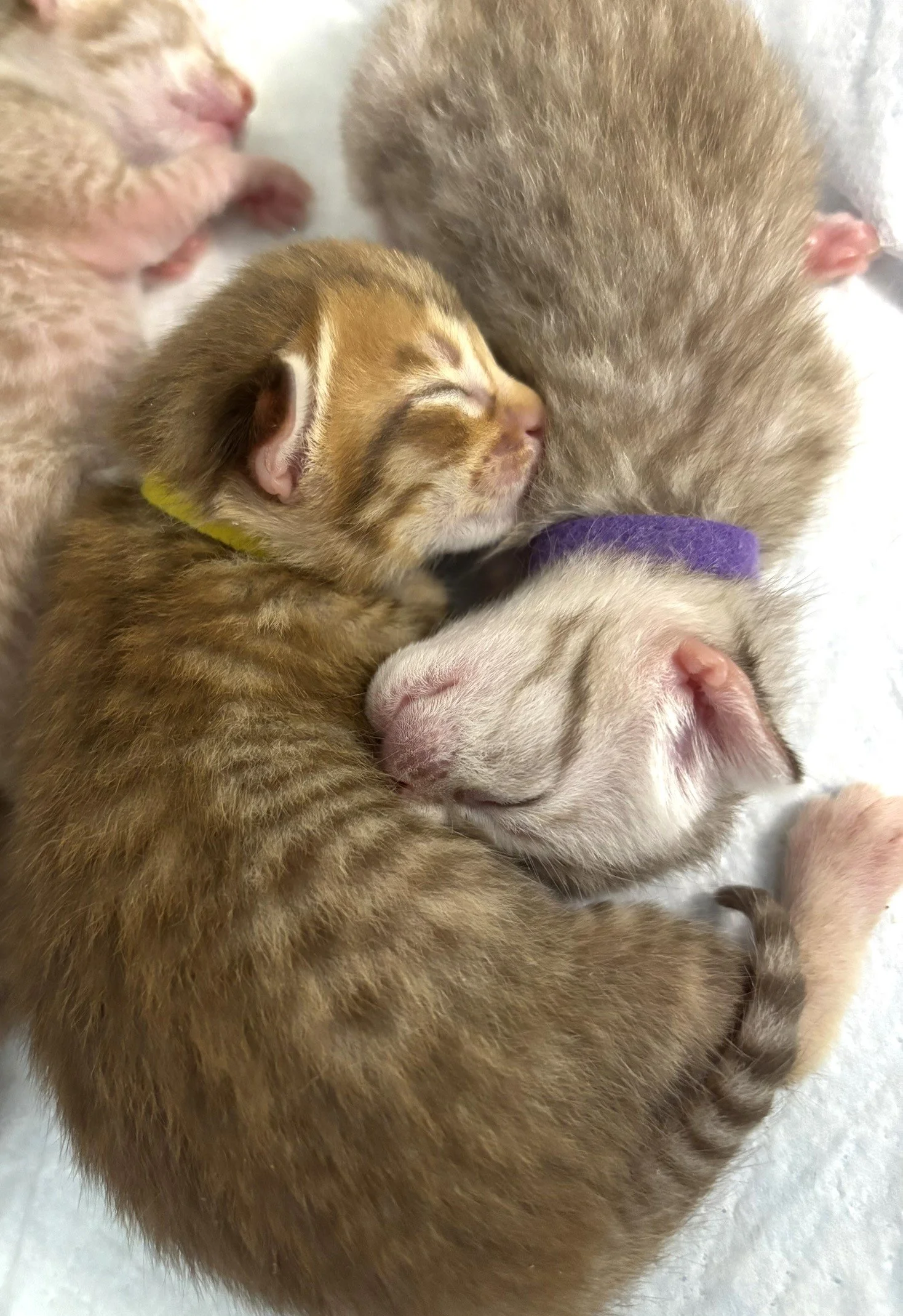 Two Cute Ocicat Kittens.JPEG