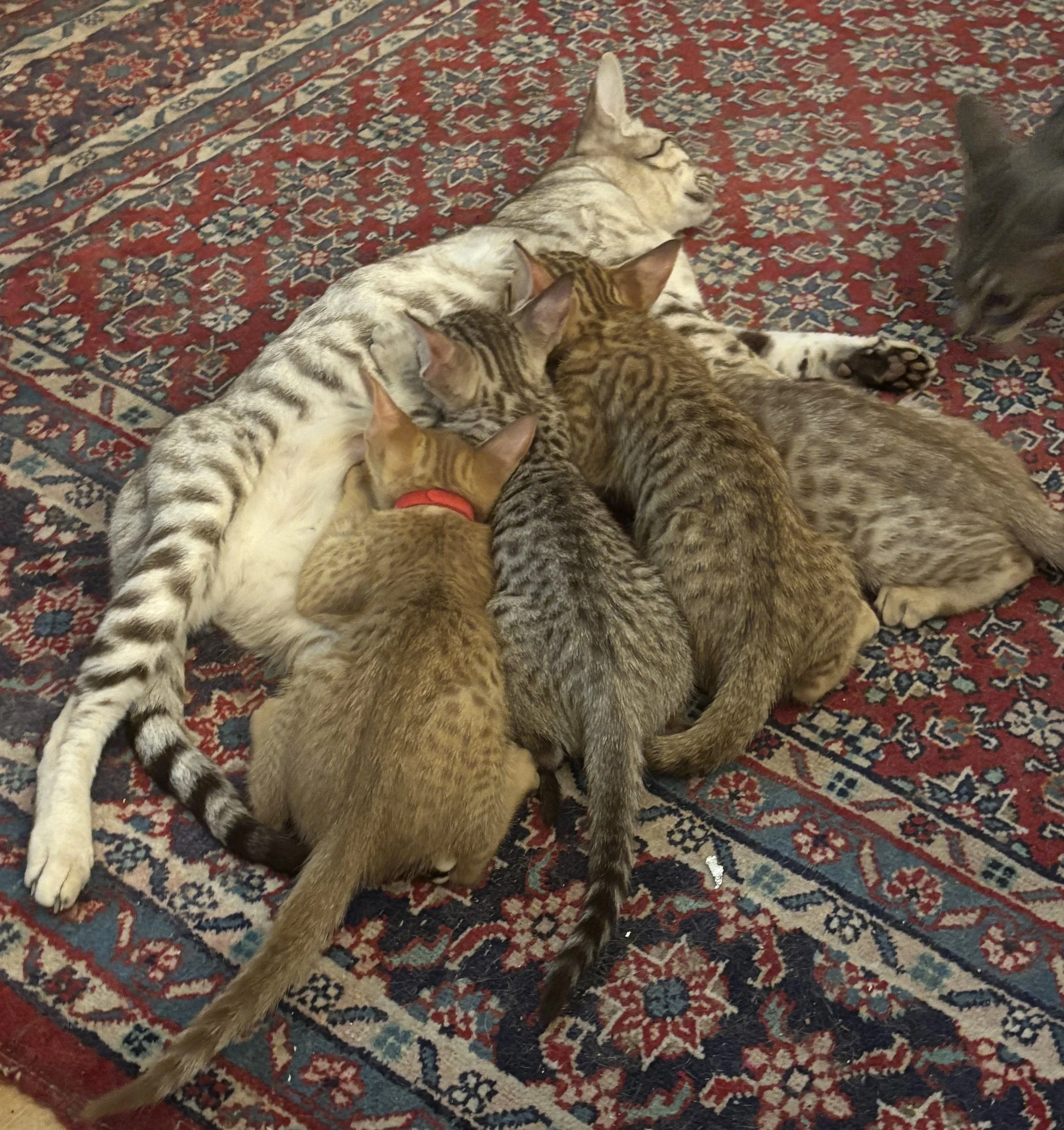 Mum Feeding Her Large Littens.JPG