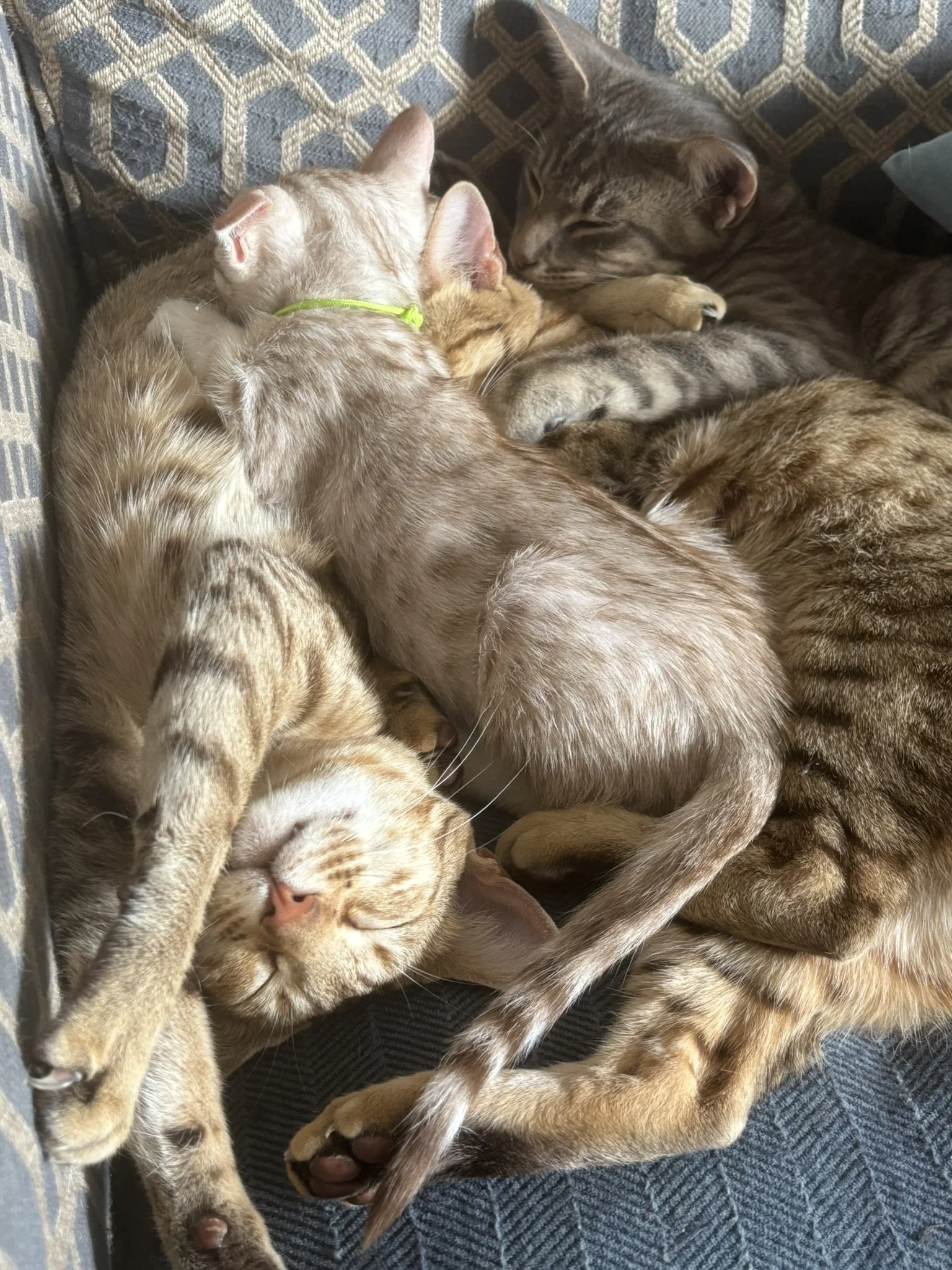 Relaxed spotted cats and kittens.JPEG